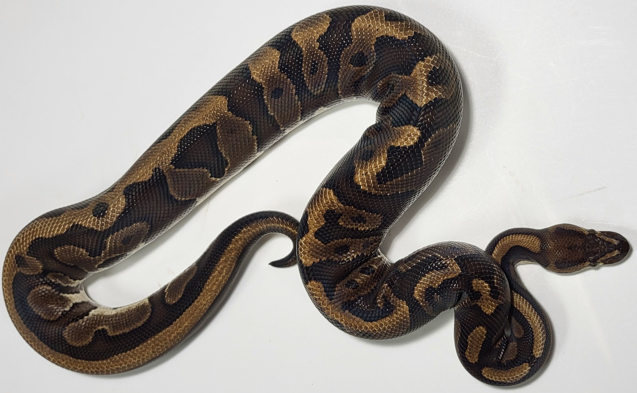 Red Stripe Leopard Zuwadi 