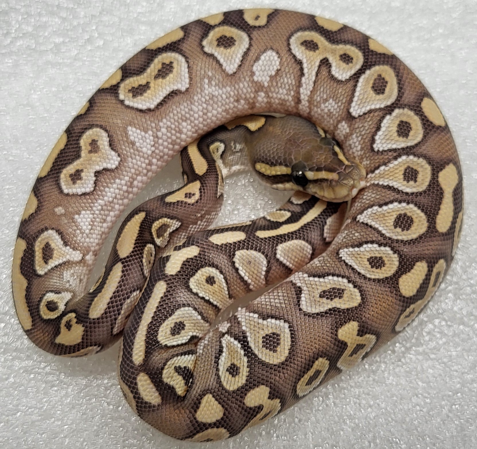 Hypo Mojave Black Pastel Female 