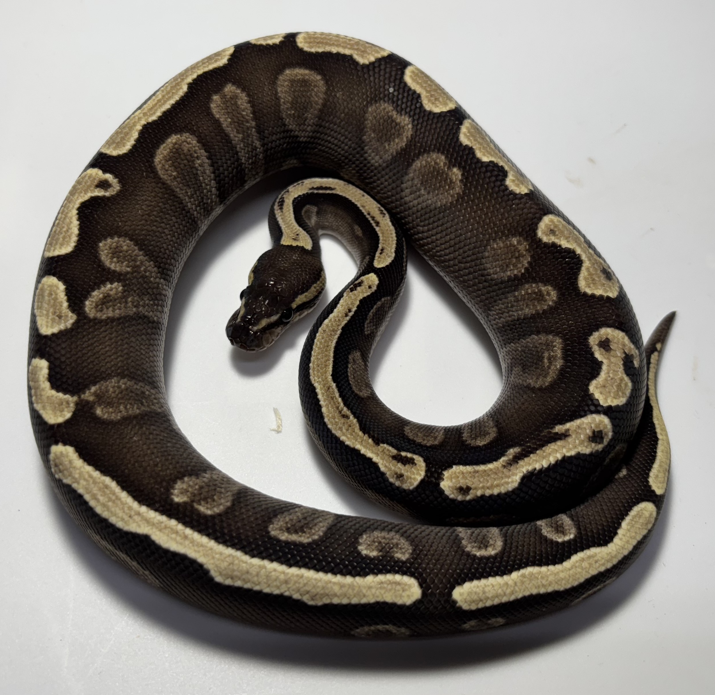 GHI Mojave 