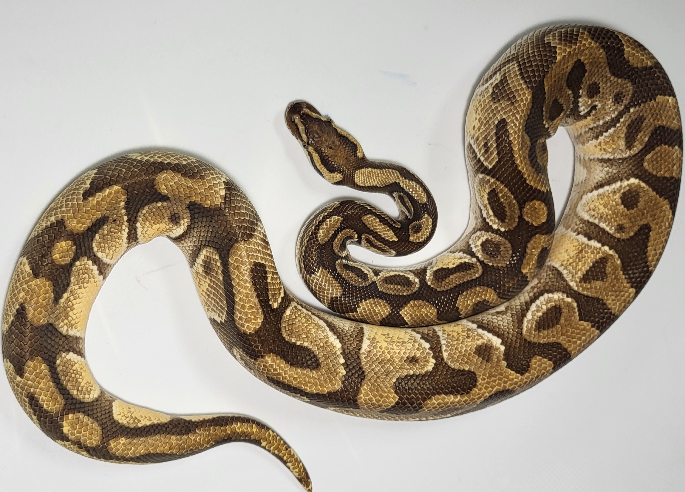 Pastel Enchi 