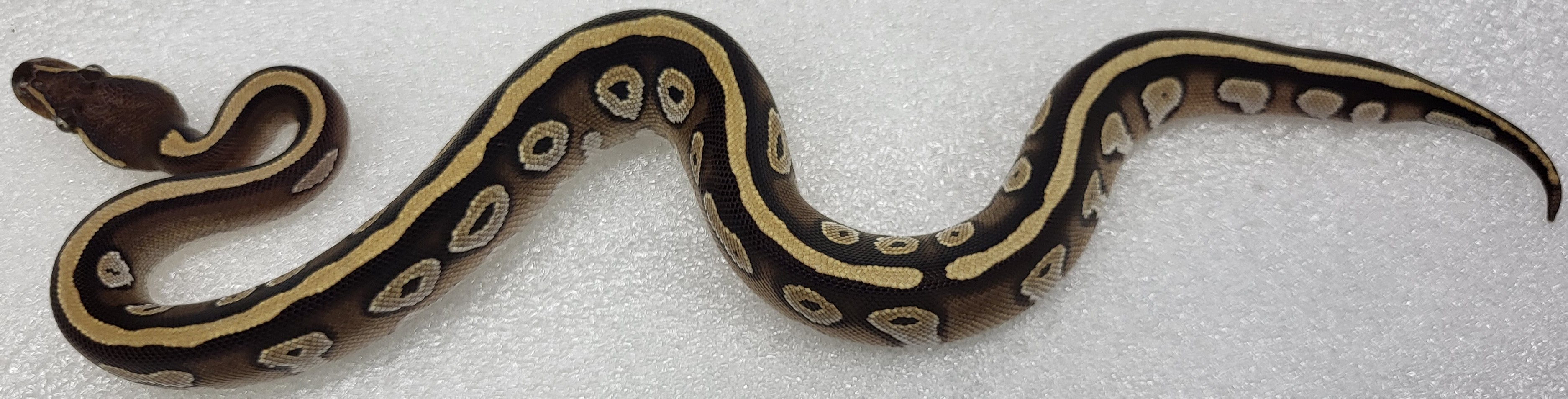 BH RGRC Mojave Het puzzle ph hypo Male 