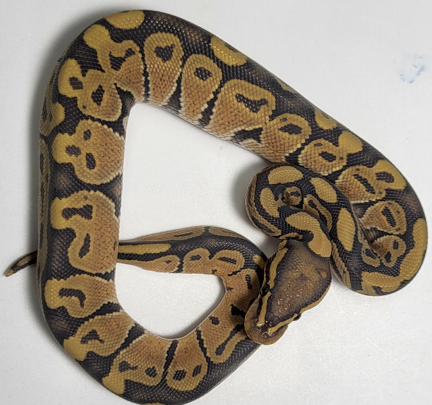 Hypo het axanthic 