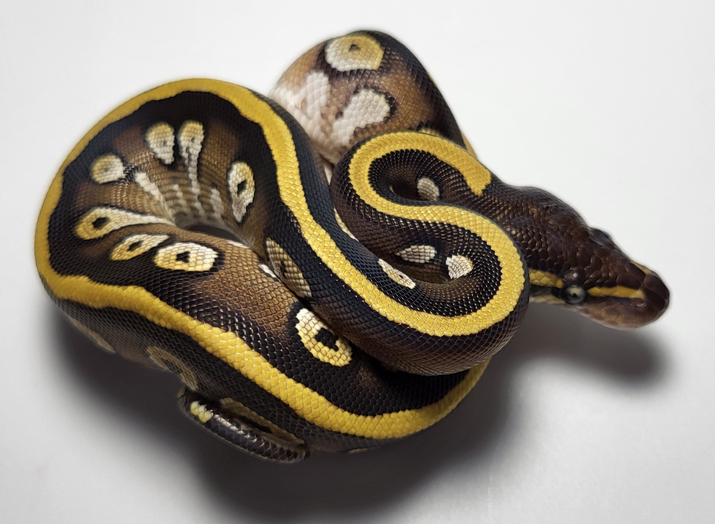 Black Head Mojave het puzzle possible het hypo 