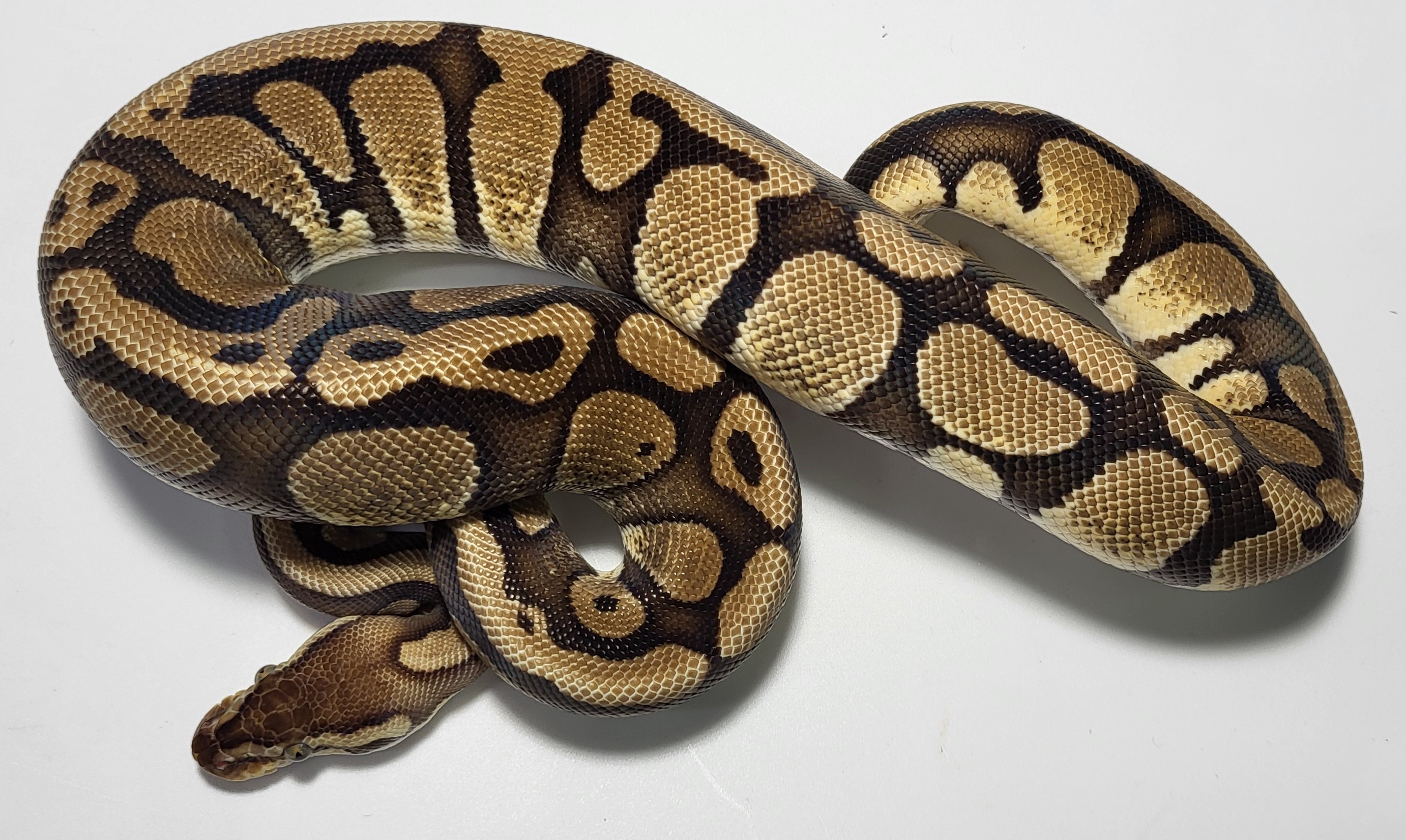 405J Pastel Red Stripe Female $250