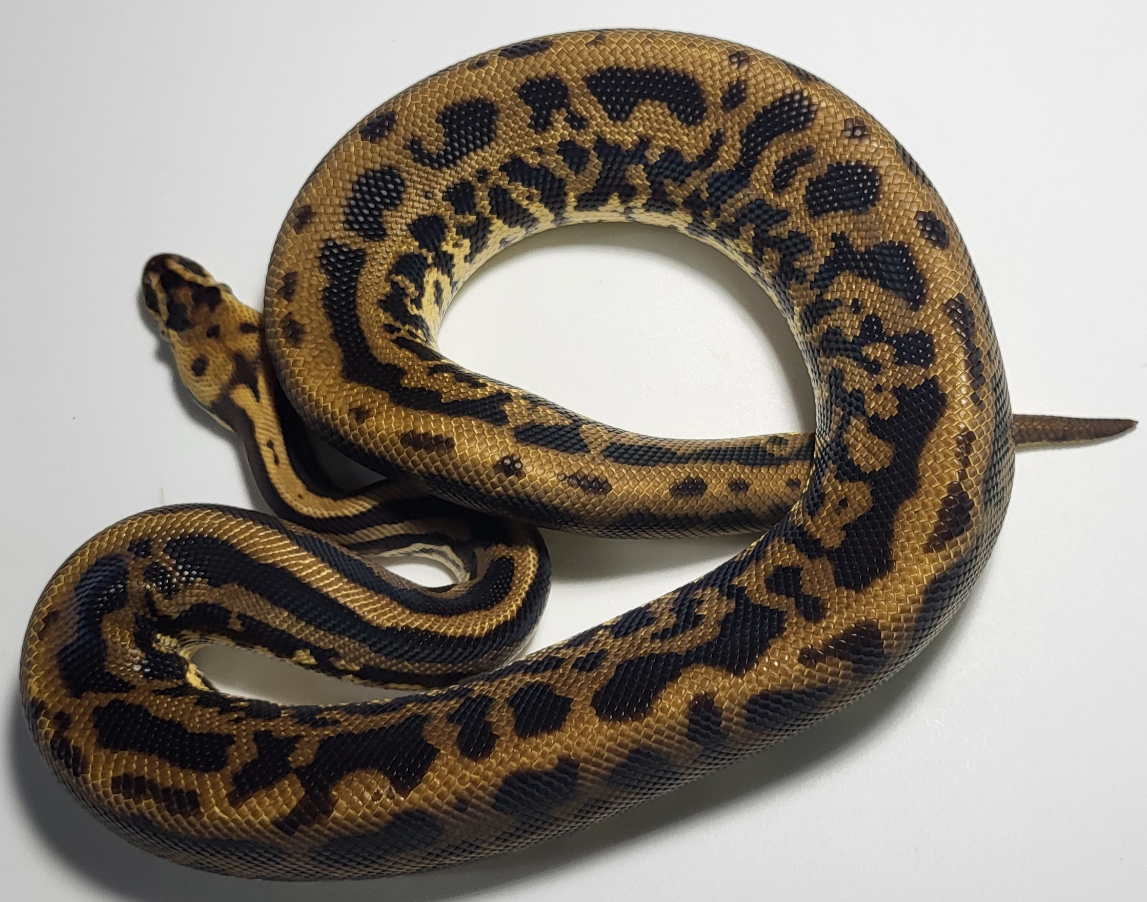 Pastel Leopard Yellowbelly Acid 
