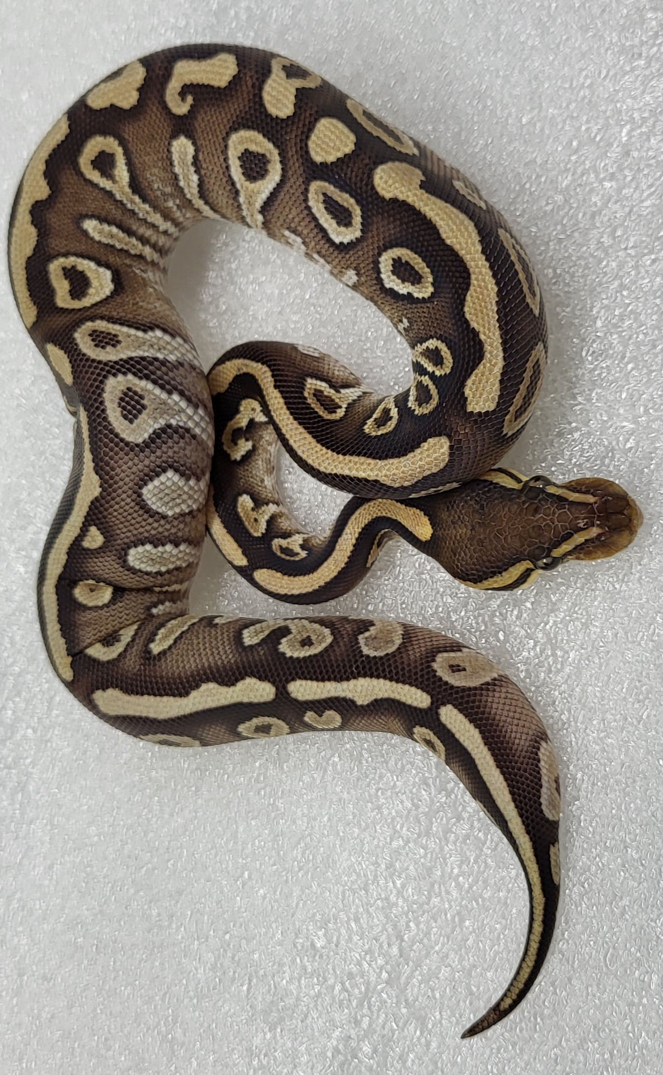 Mojave Het hypo g stripe ph vpi Female 