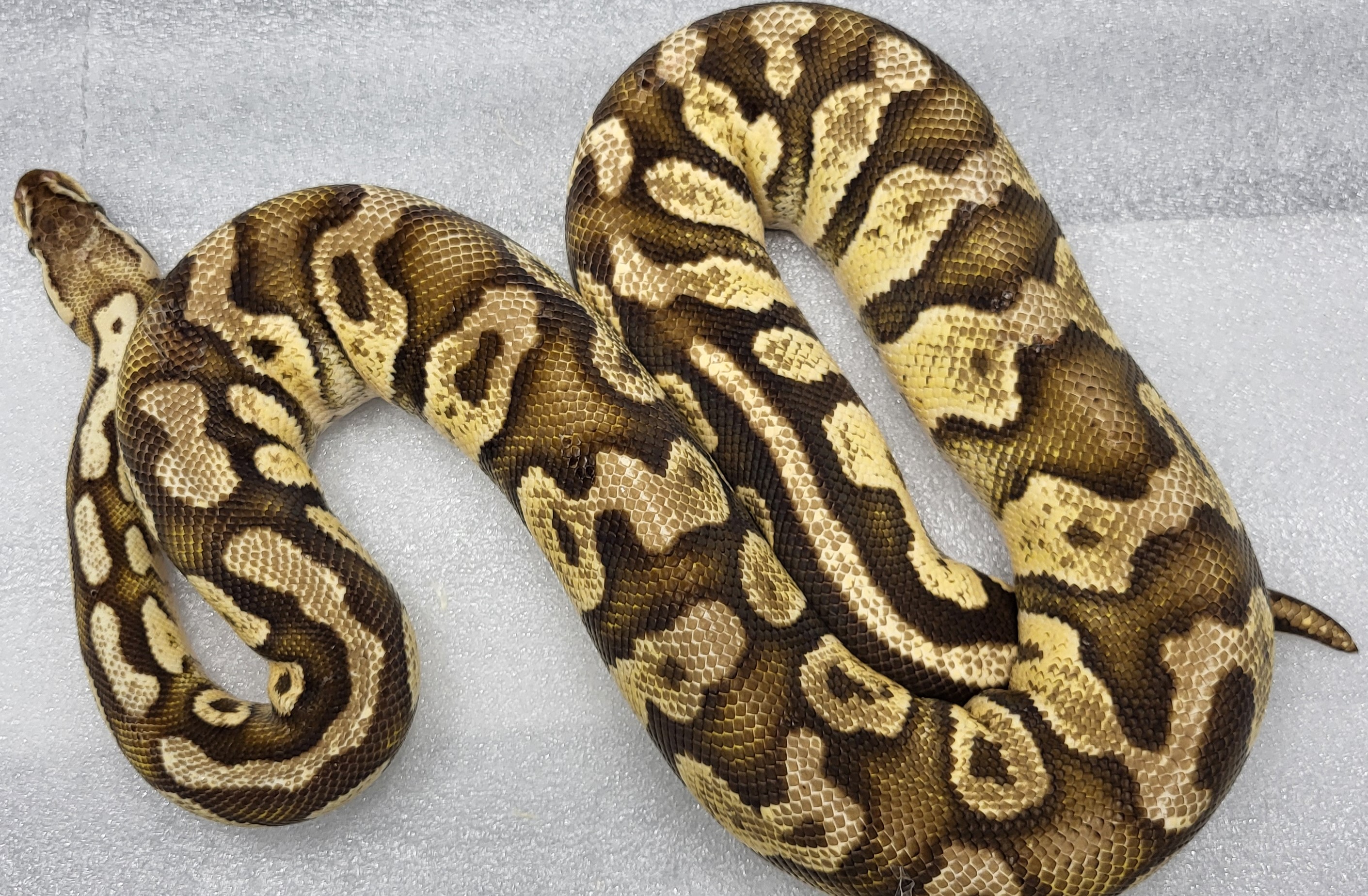 Pastel Leopard Female