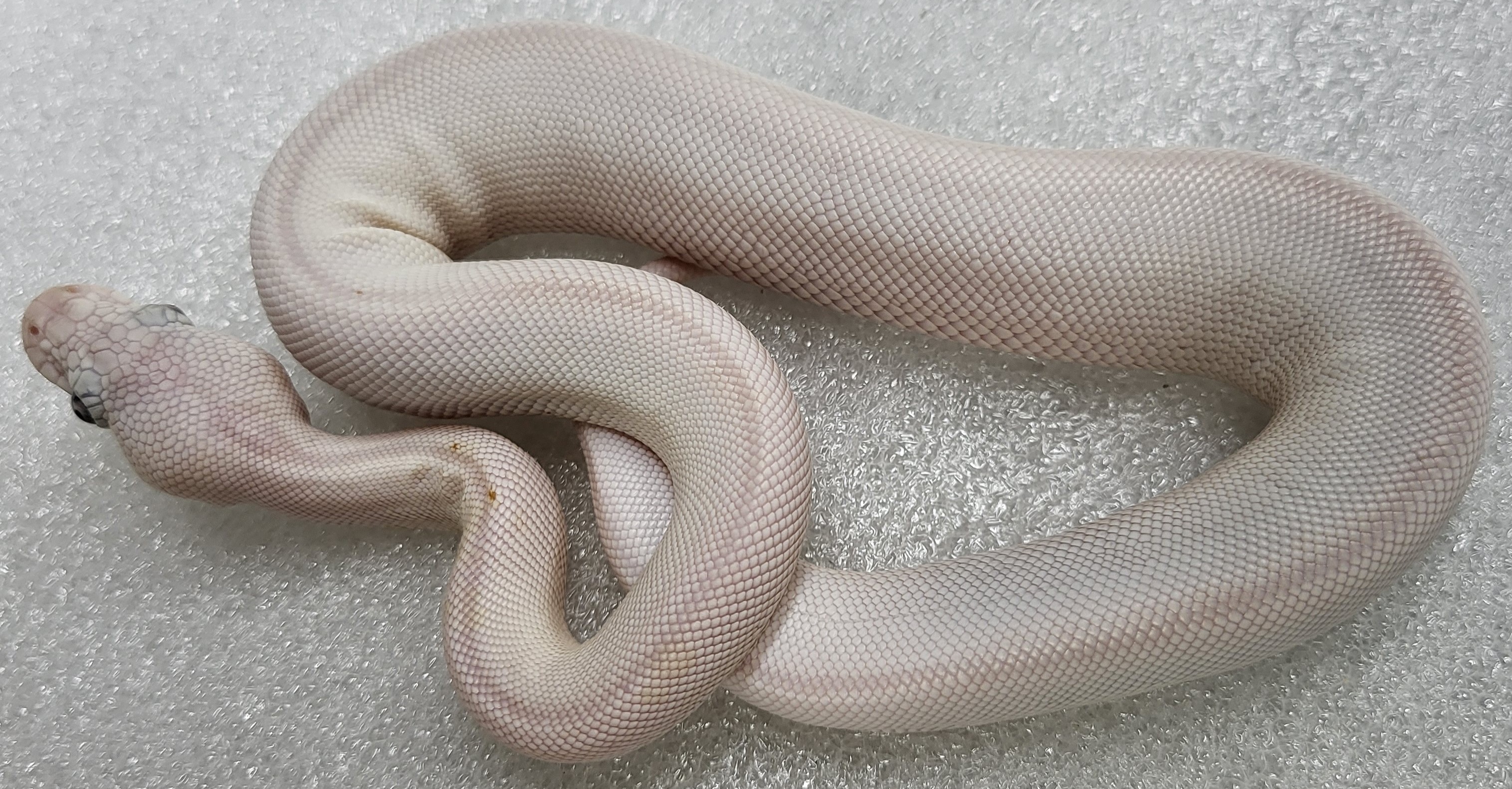 Blue Eyed Leucistic Male 