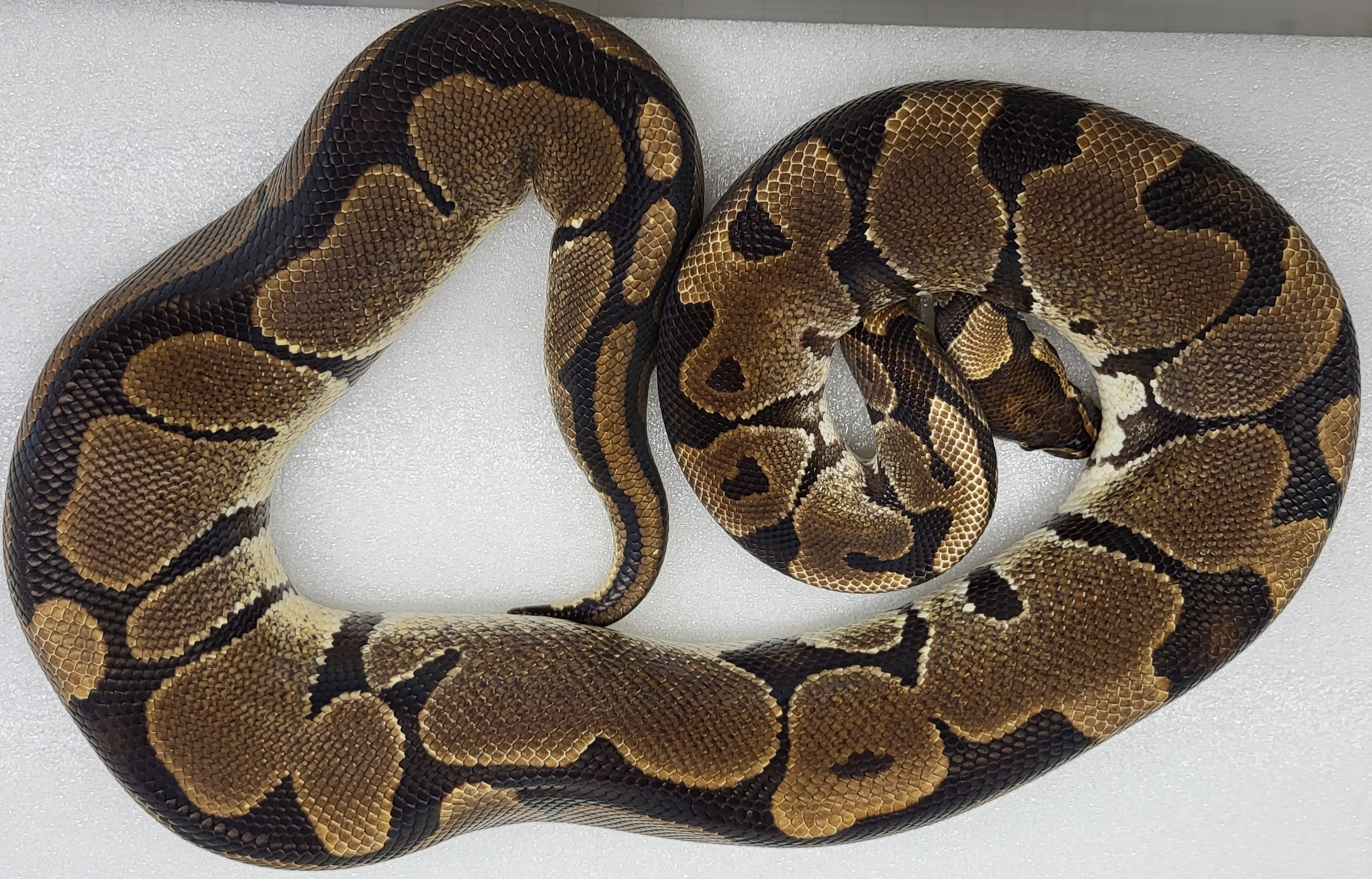 Normal Het candy Female 