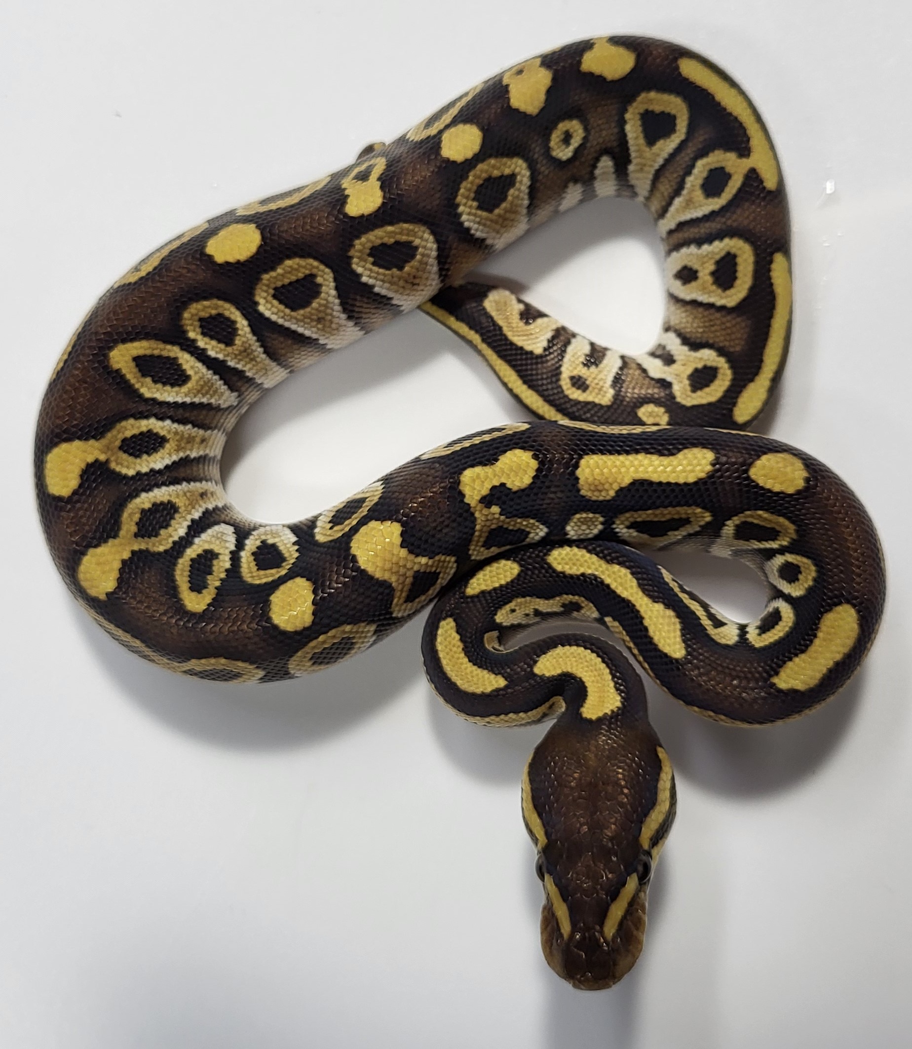Mojave het hypo genetic stripe possible het axanthic 