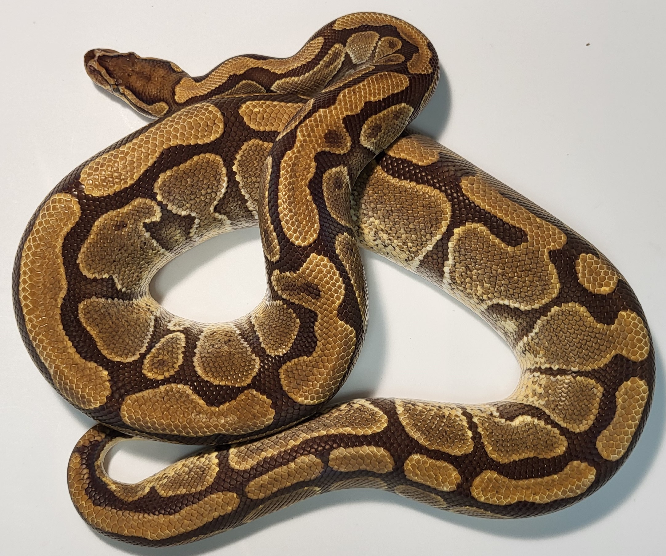 Enchi 