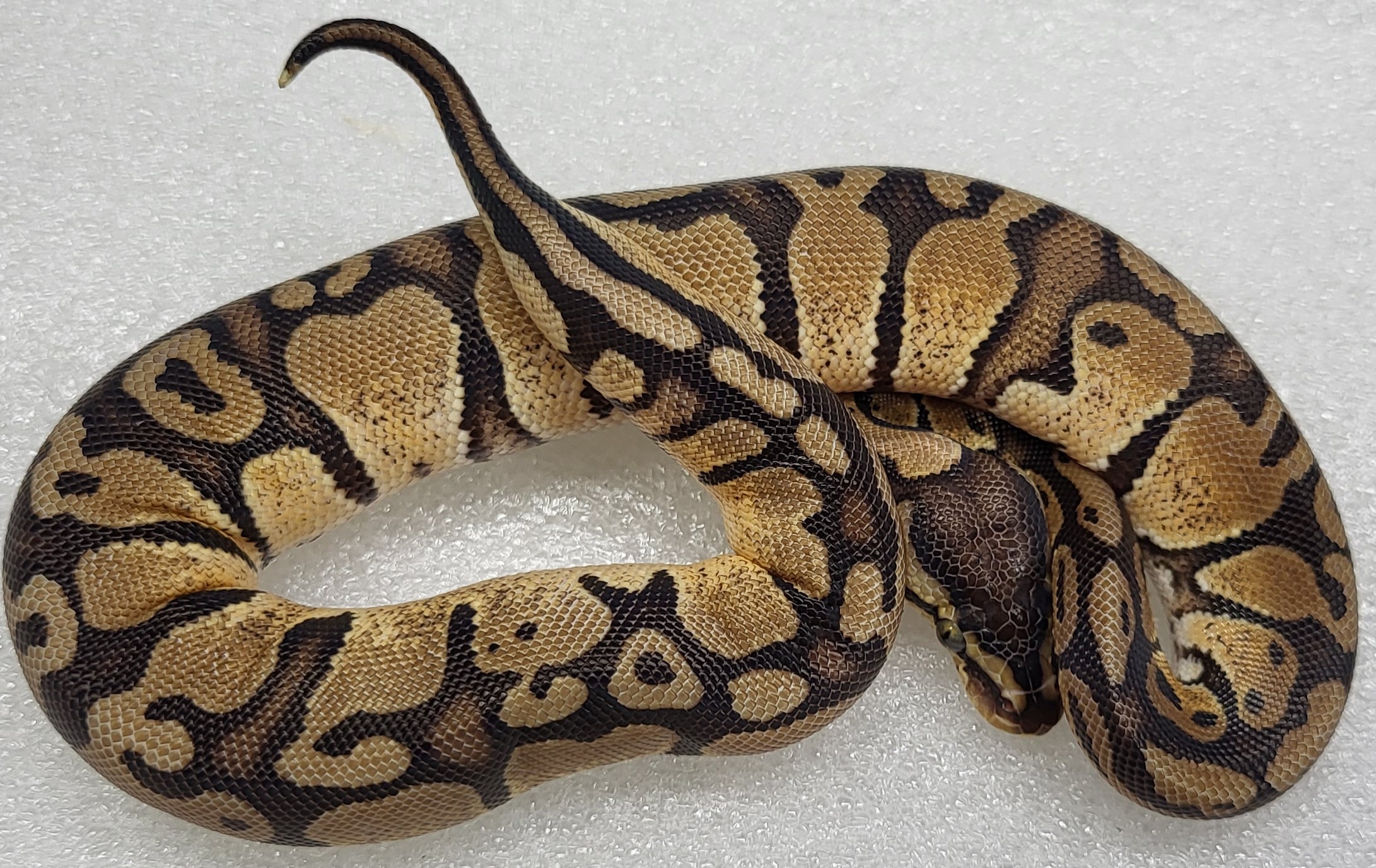 Pastel Red Stripe ph hypo Male 