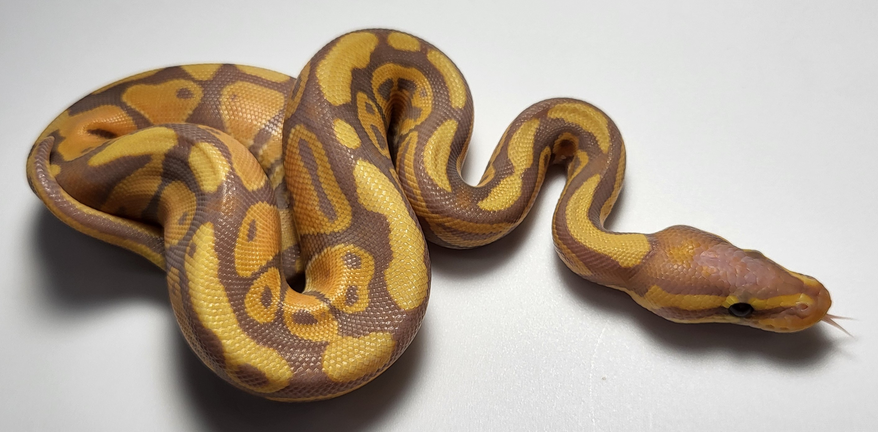 Banana het puzzle 