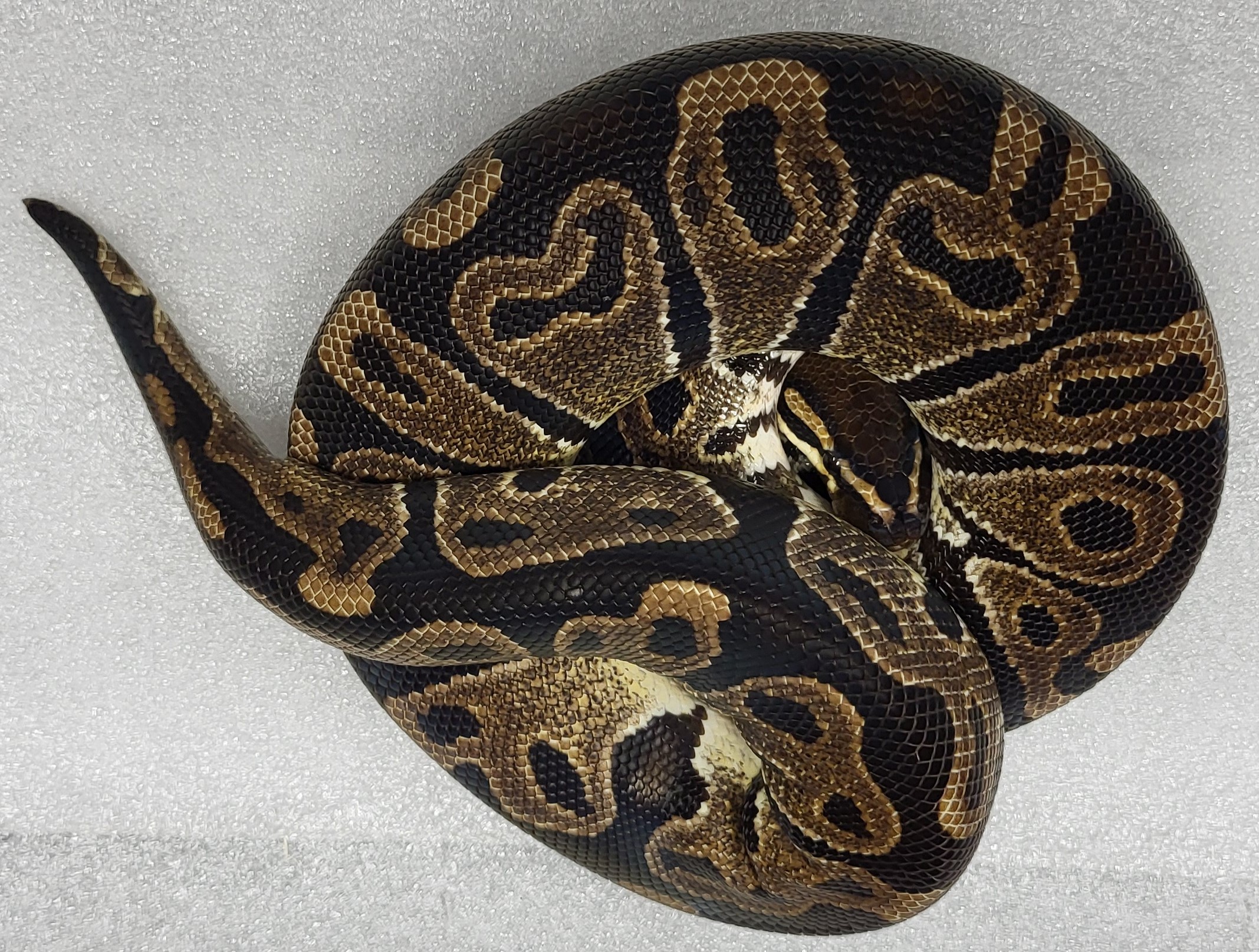 Leopard Het clown Male 