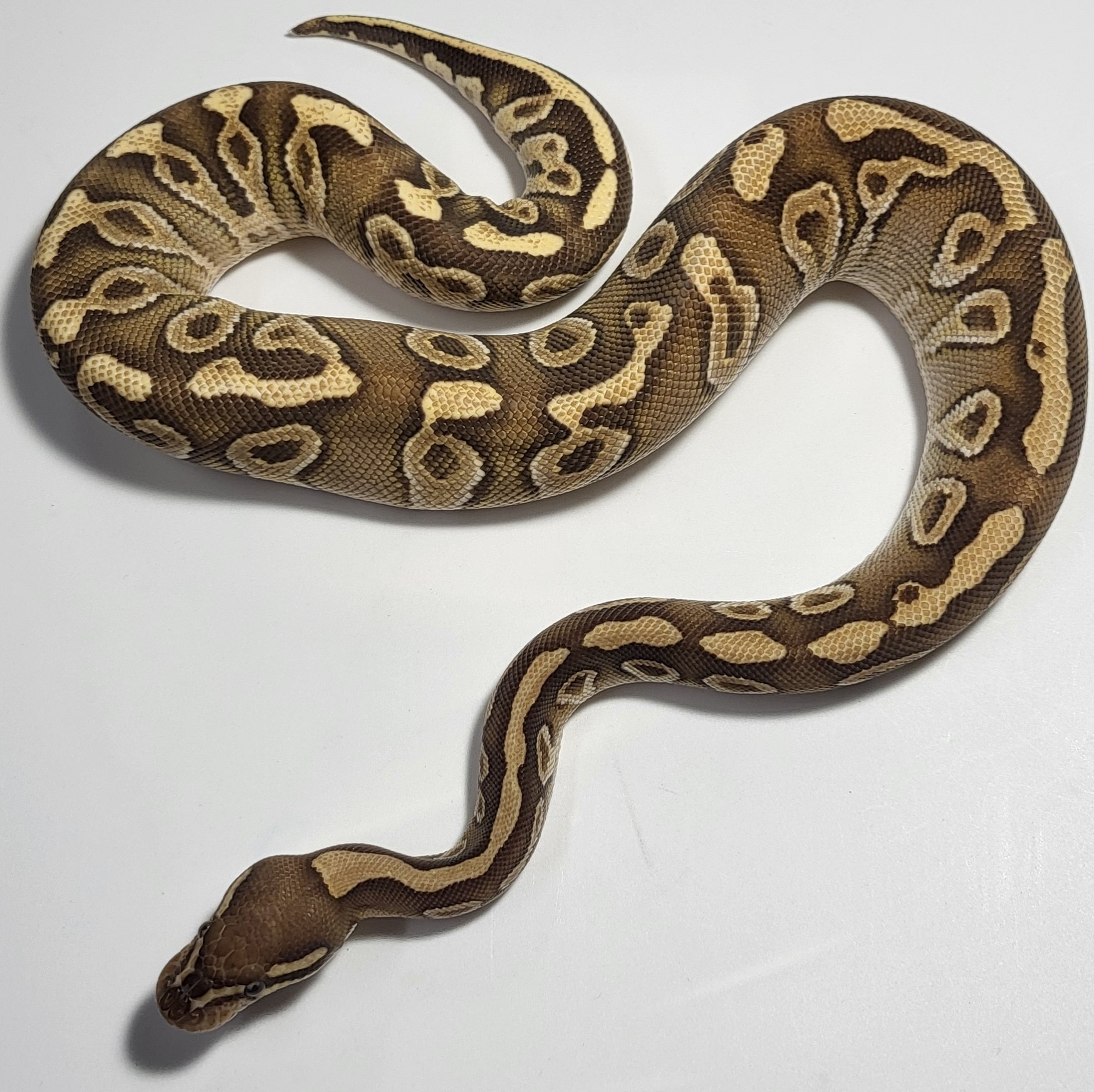 Mojave Centuri het clown 