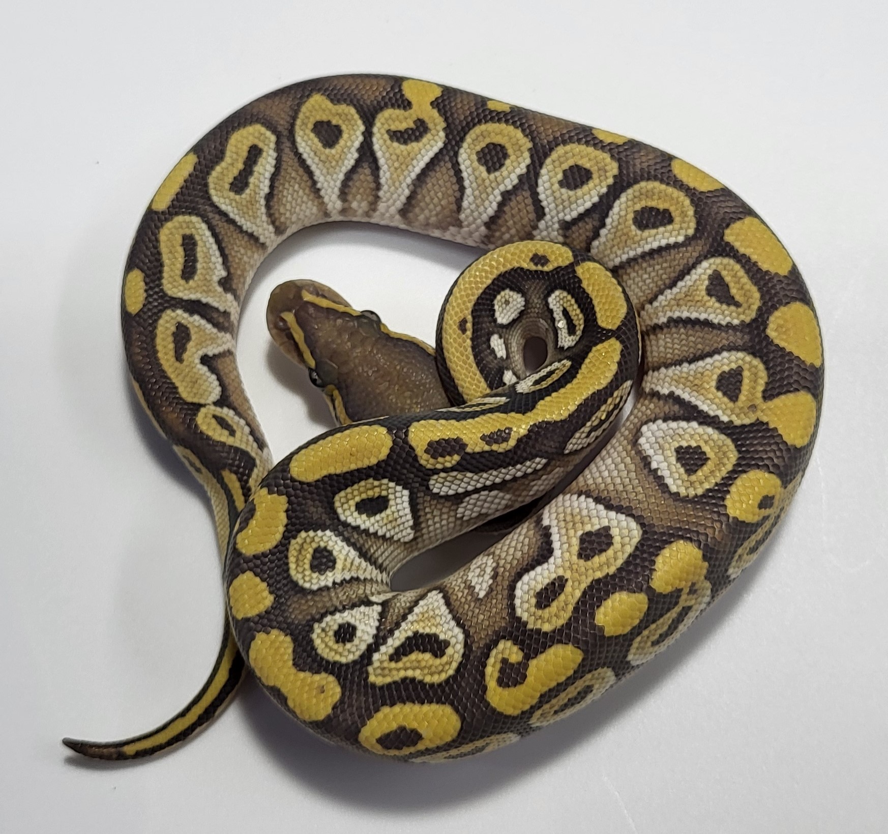 Hypo yellow belly Mojave Female baby