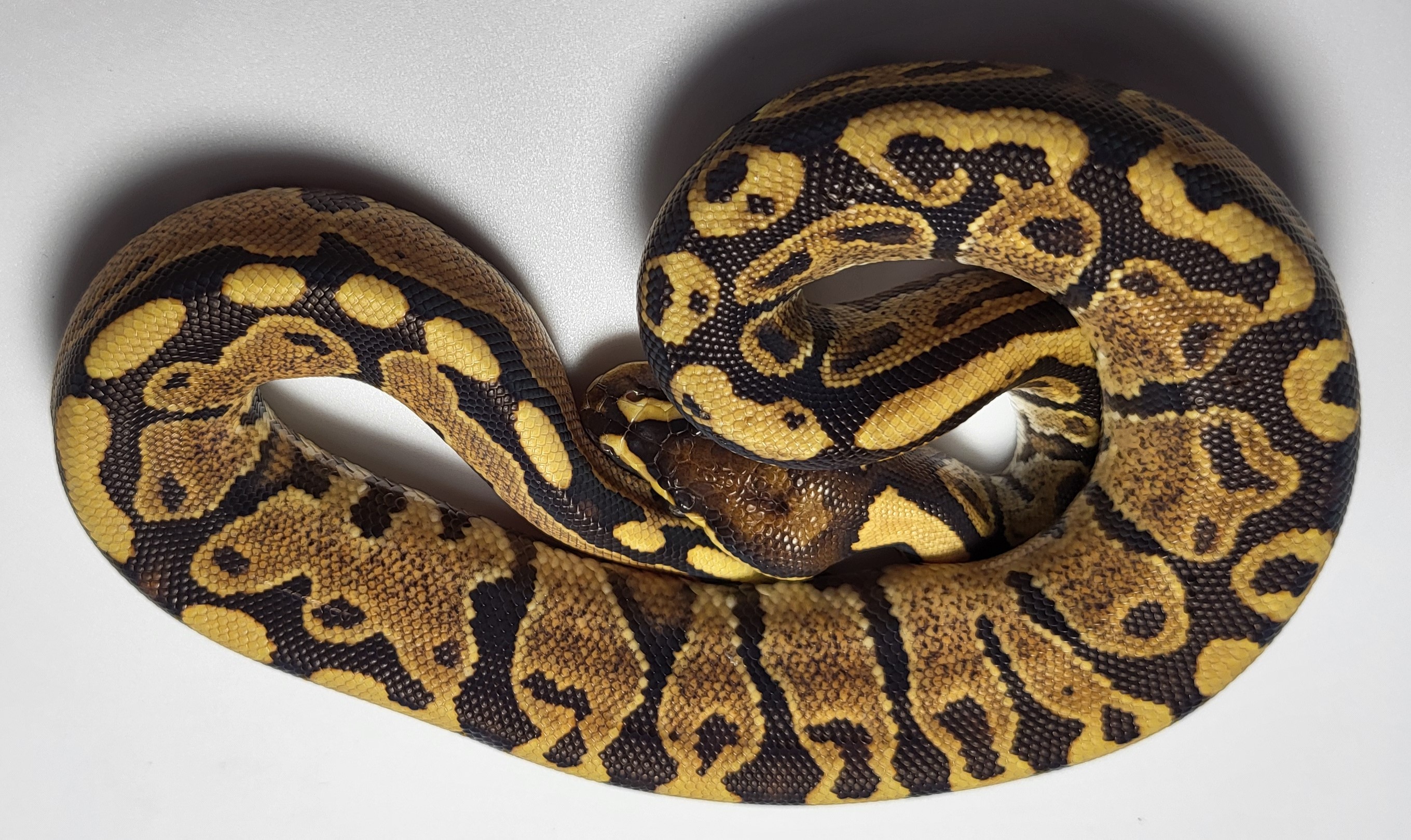 Spotnose possible het hypo 