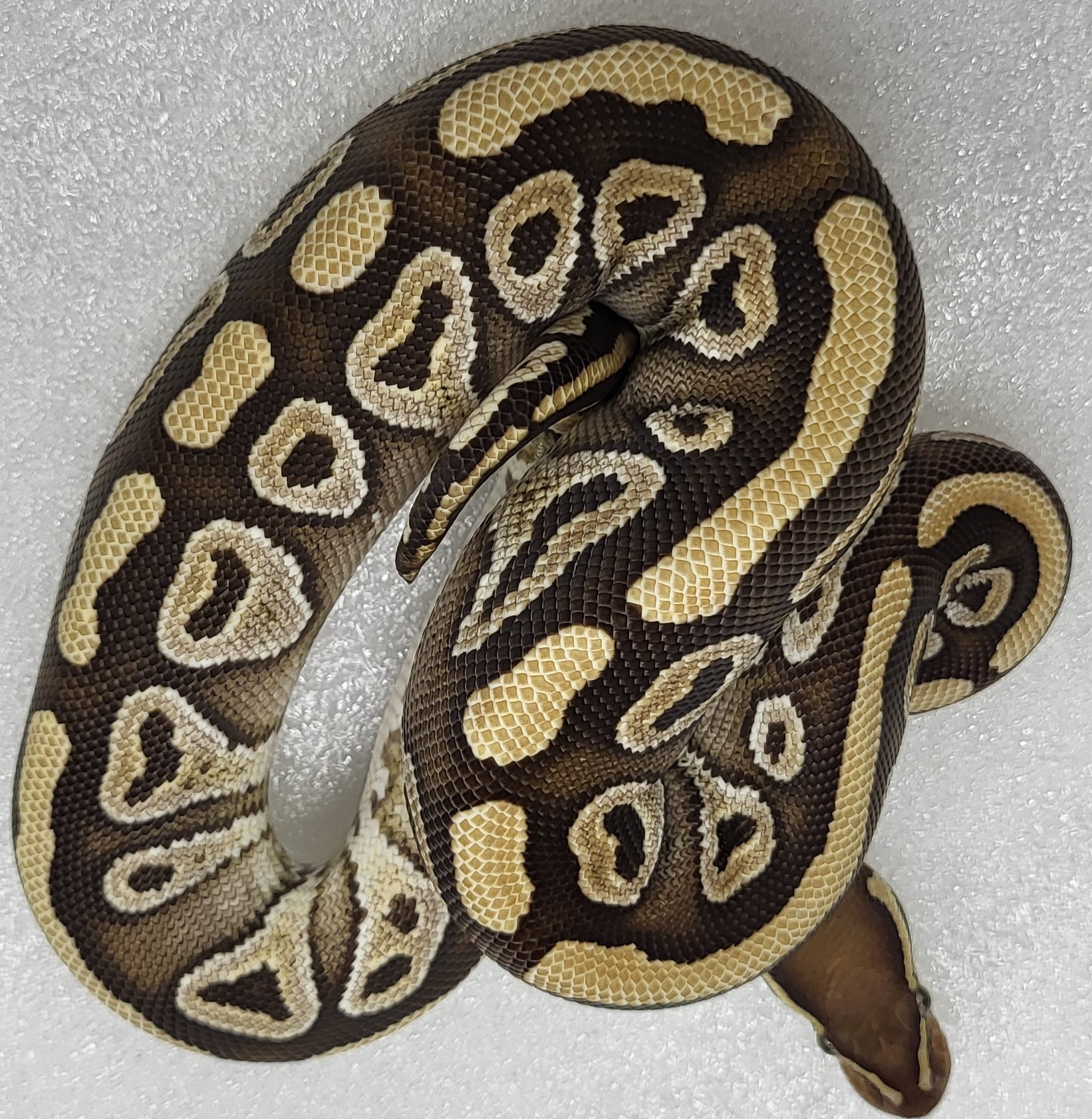 Zuwadi Mojave Het clown Female 