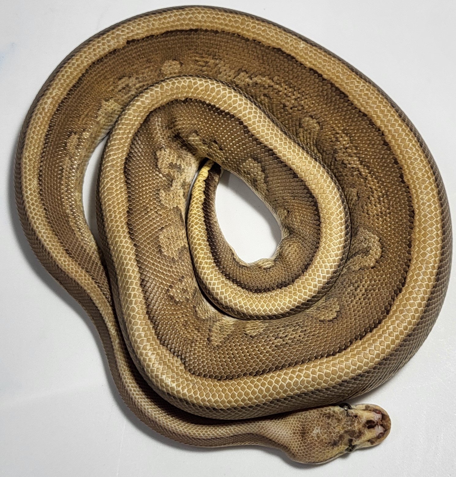 Cypress Fire het clown 