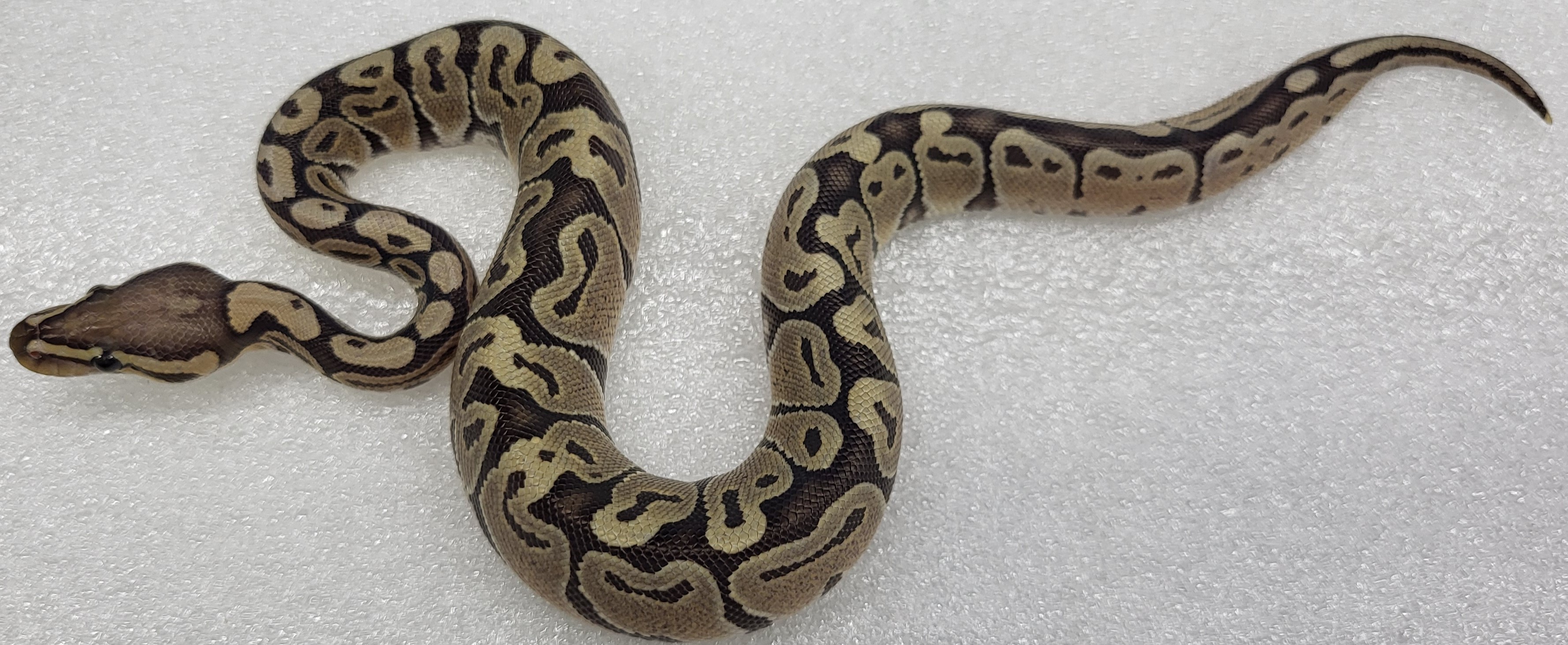 Hypo Het vpi ax Female 