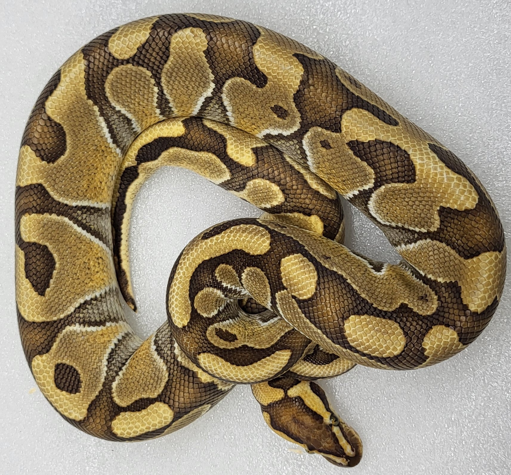 Enchi Het clown Male