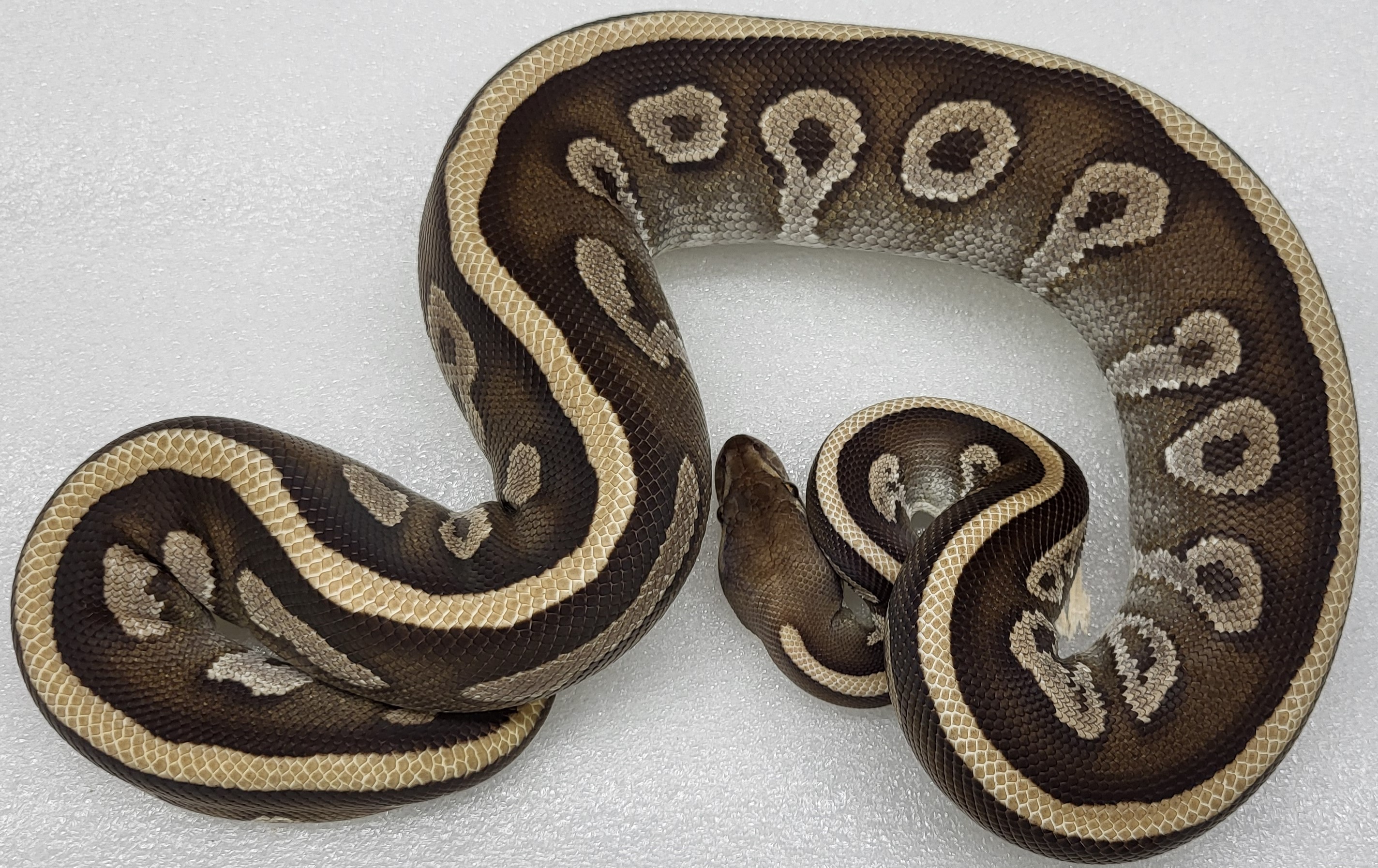 Leopard Mojave Red Stripe Female 