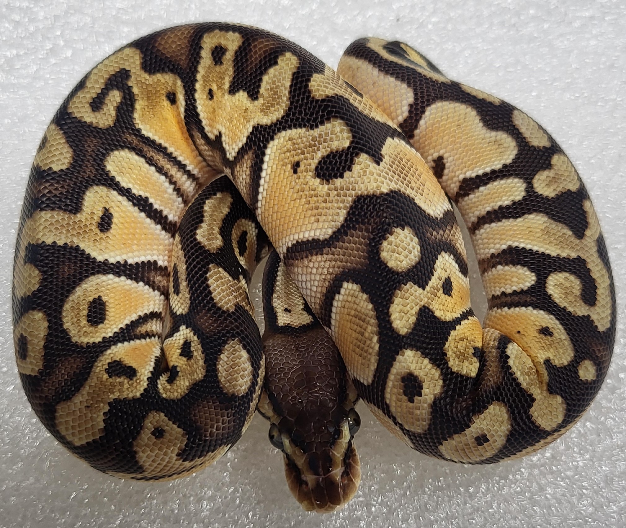Pastel Puzzle Female 