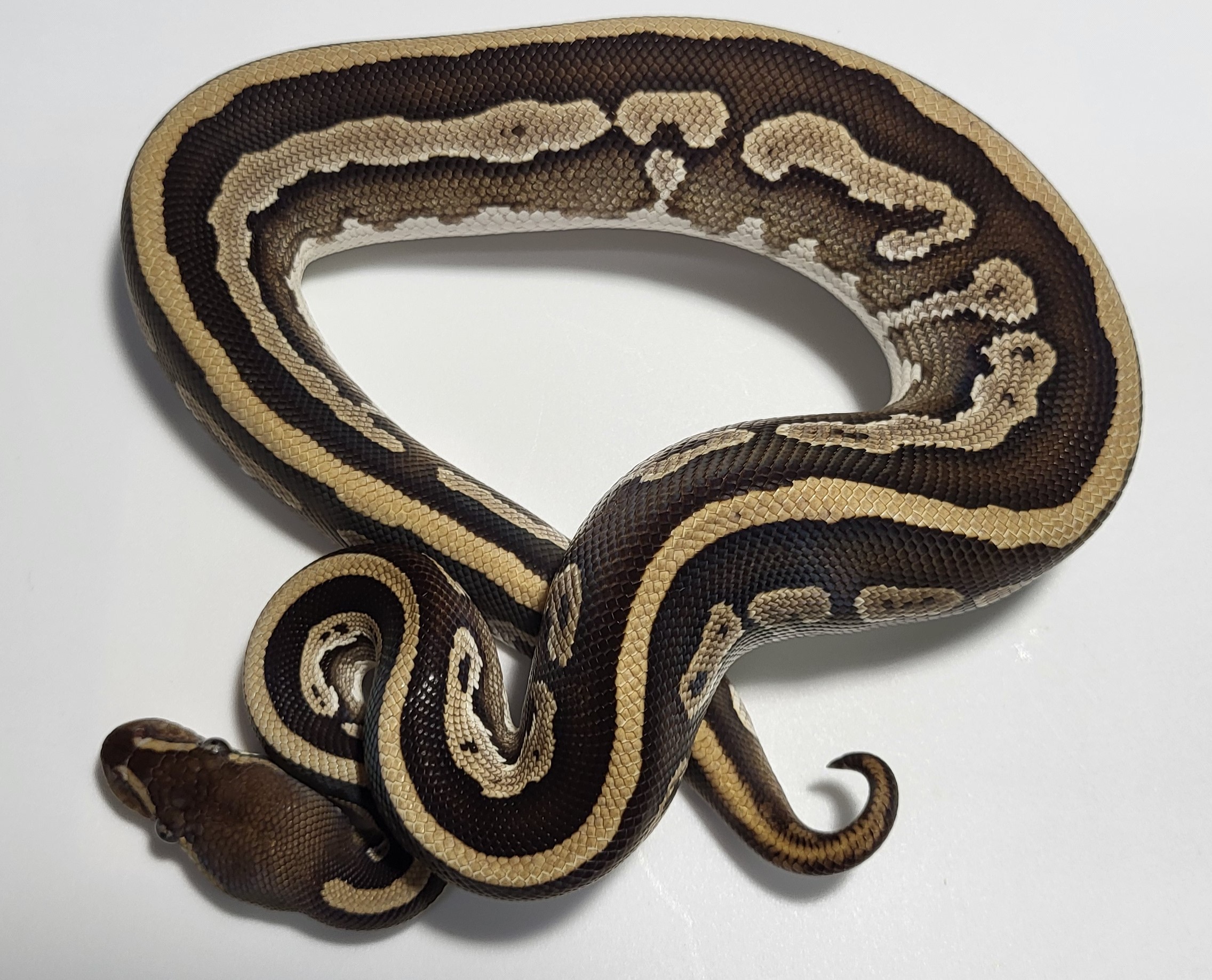 Leopard Mojave Zuwadi 