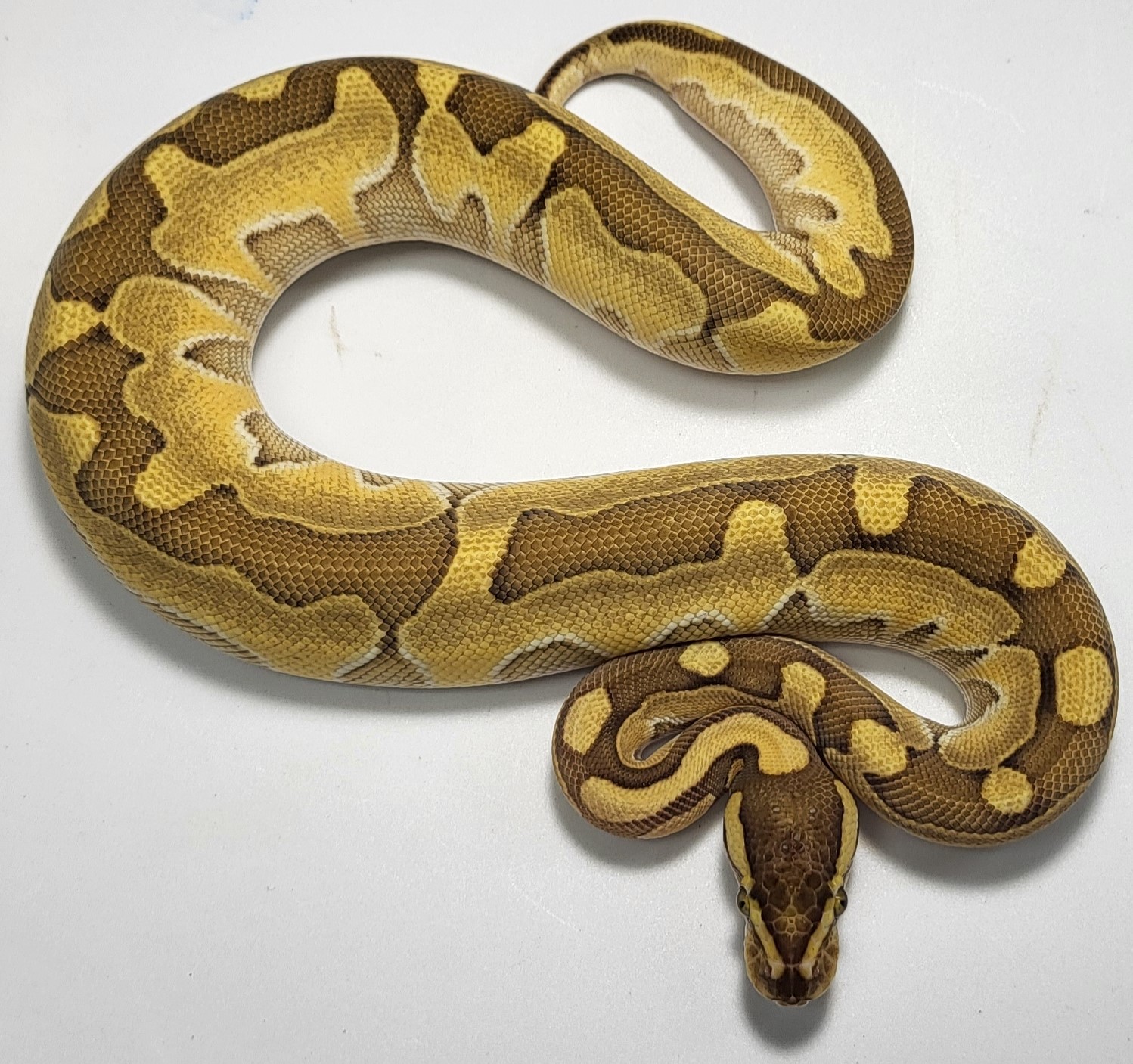 Super Red Stripe Lesser 