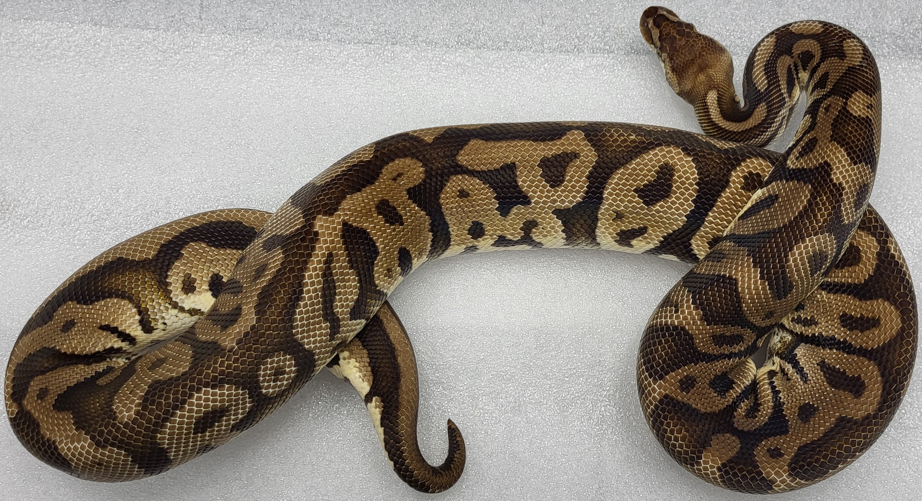 Pastel Volta Het pied Female