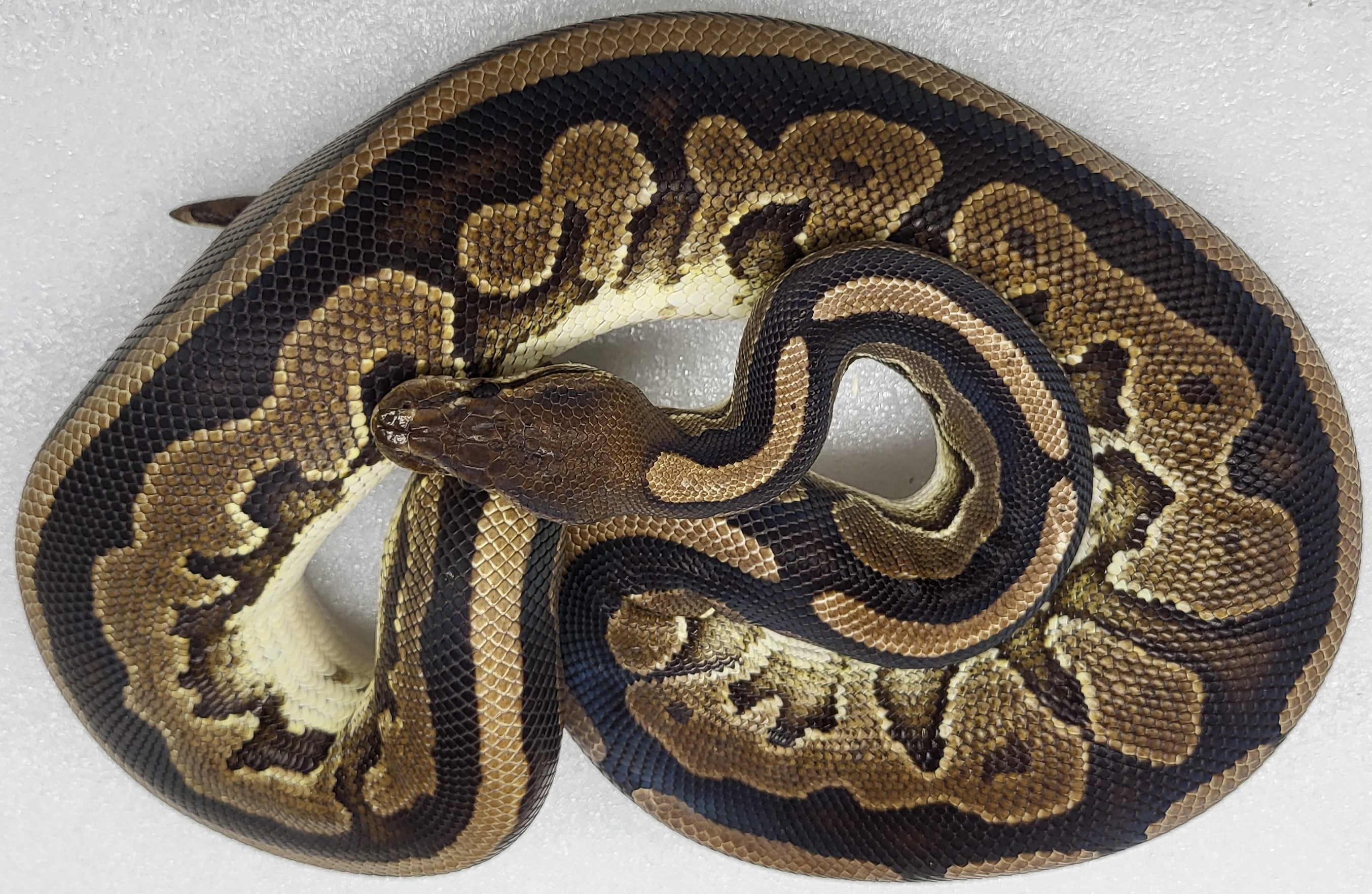 Cinnamon Female 