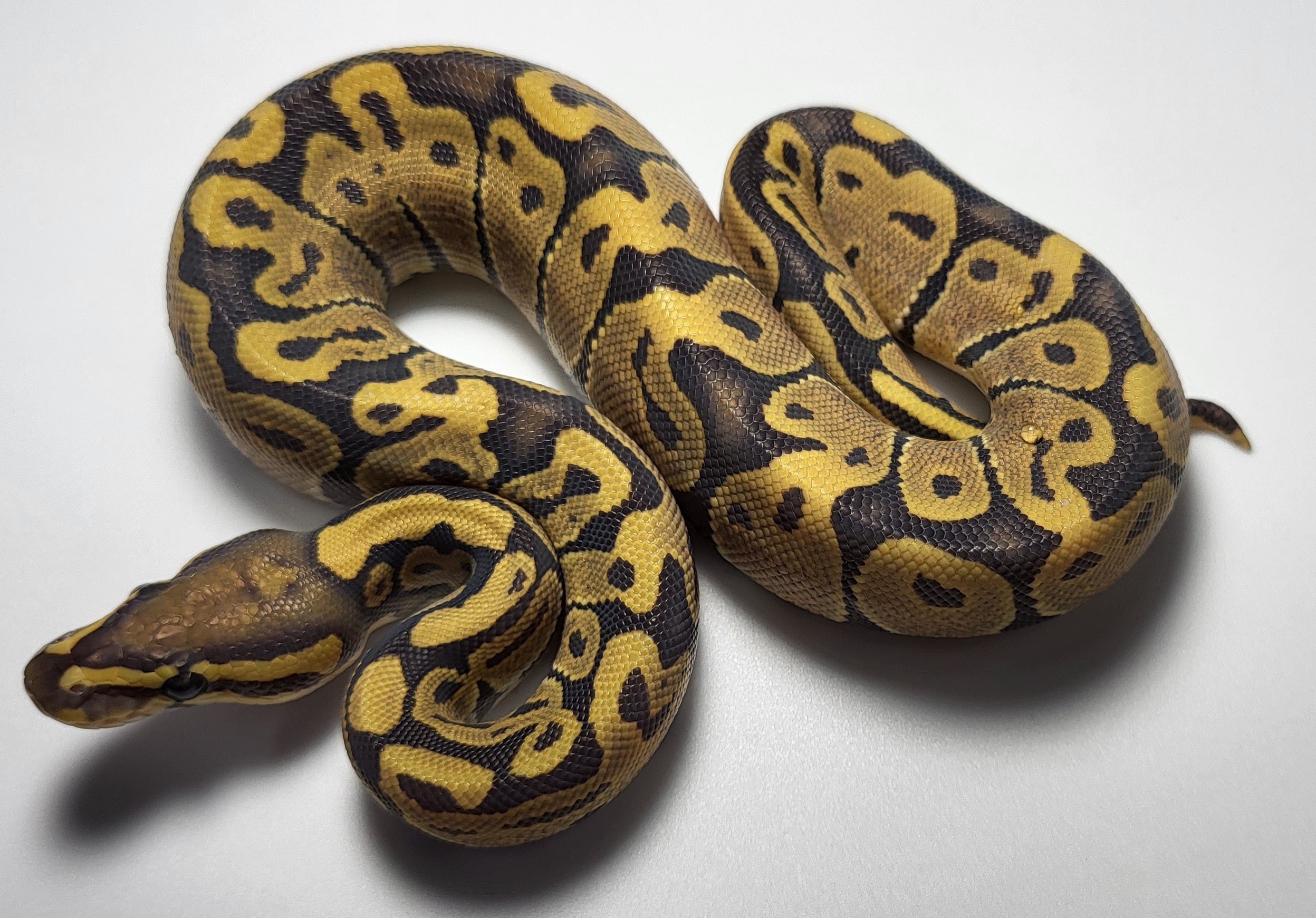 Hypo het axanthic 