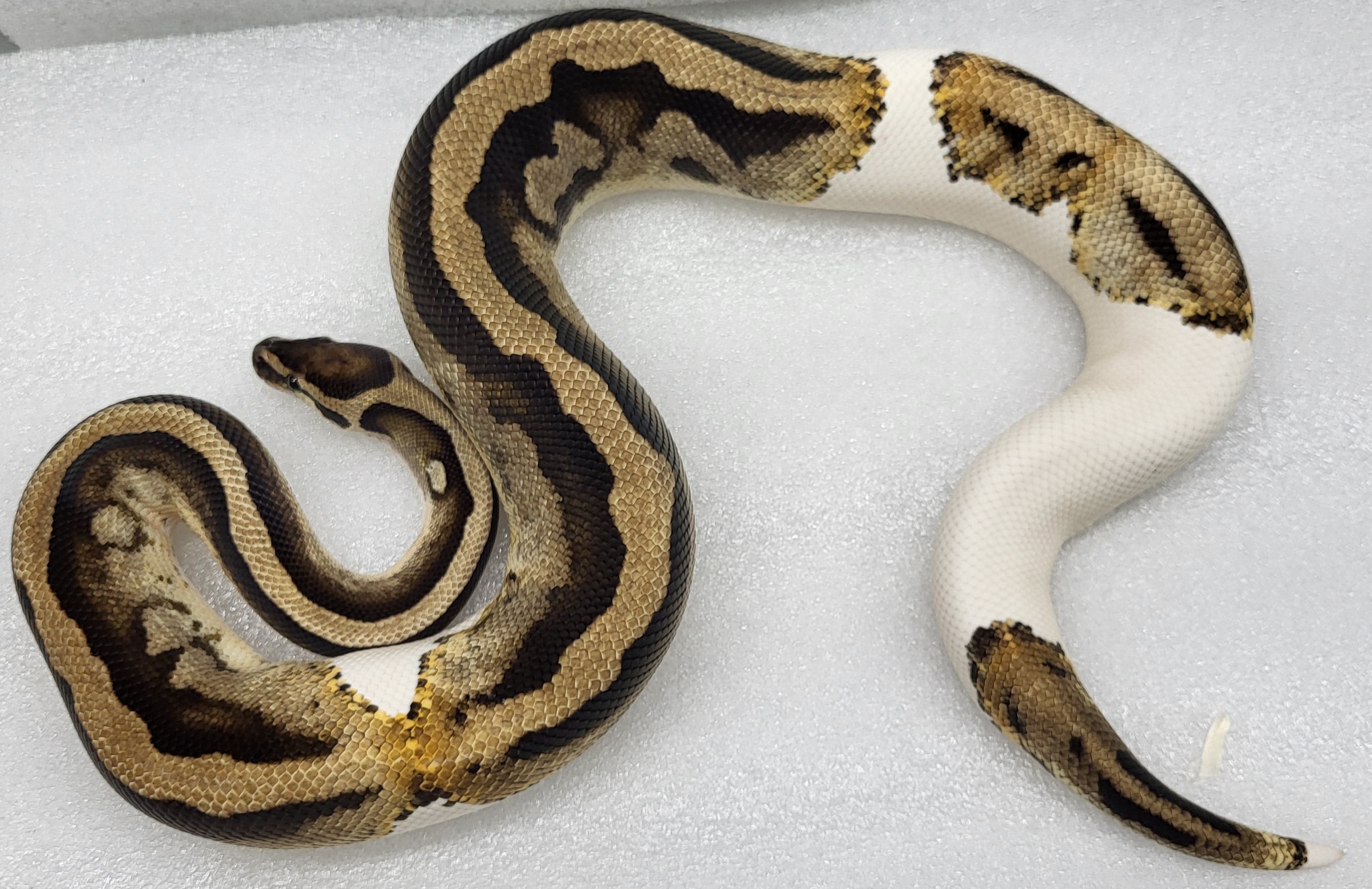 Pied Het clown Male 