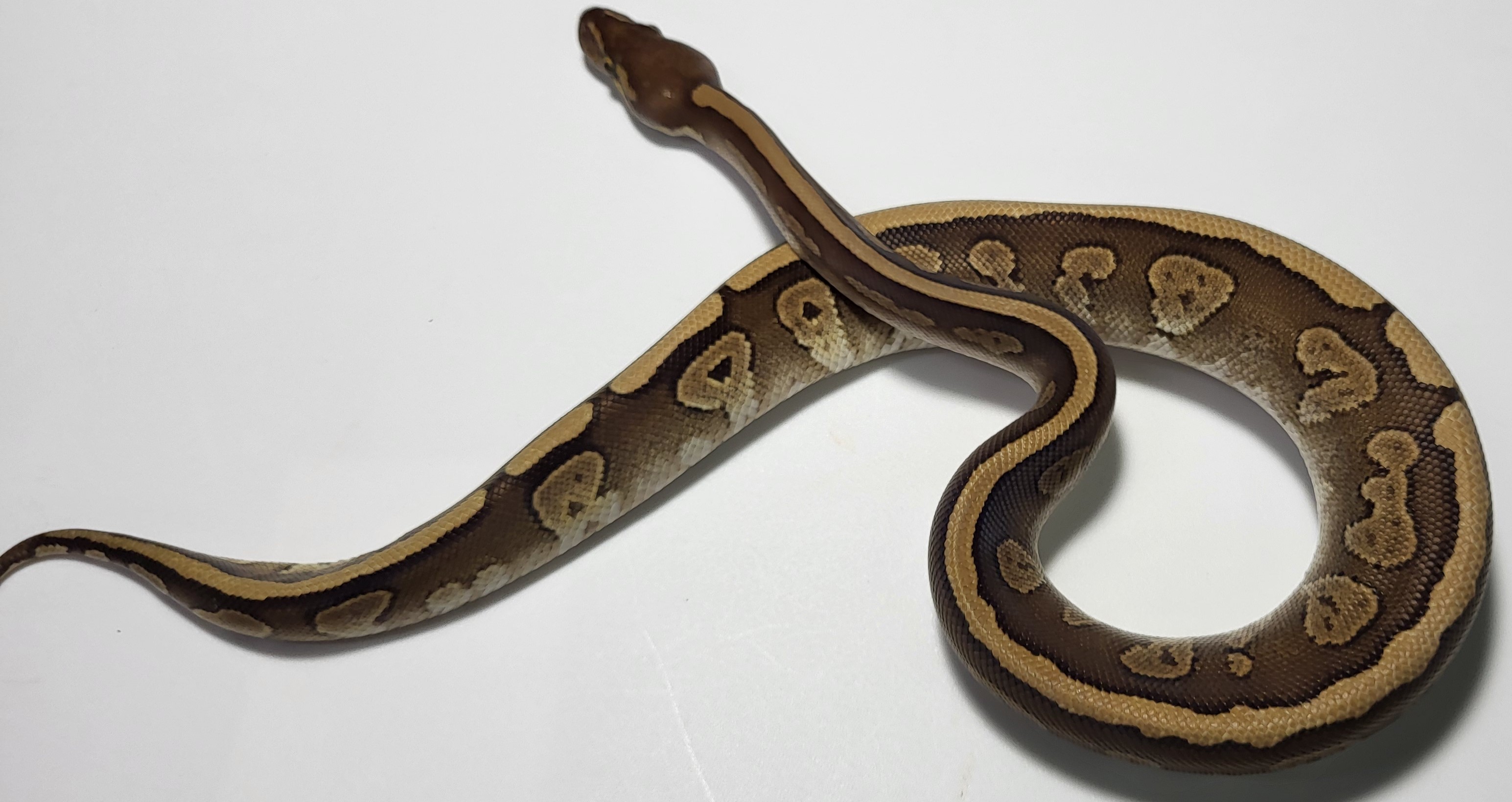 Red Stripe Mojave Yellowbelly het hypo 