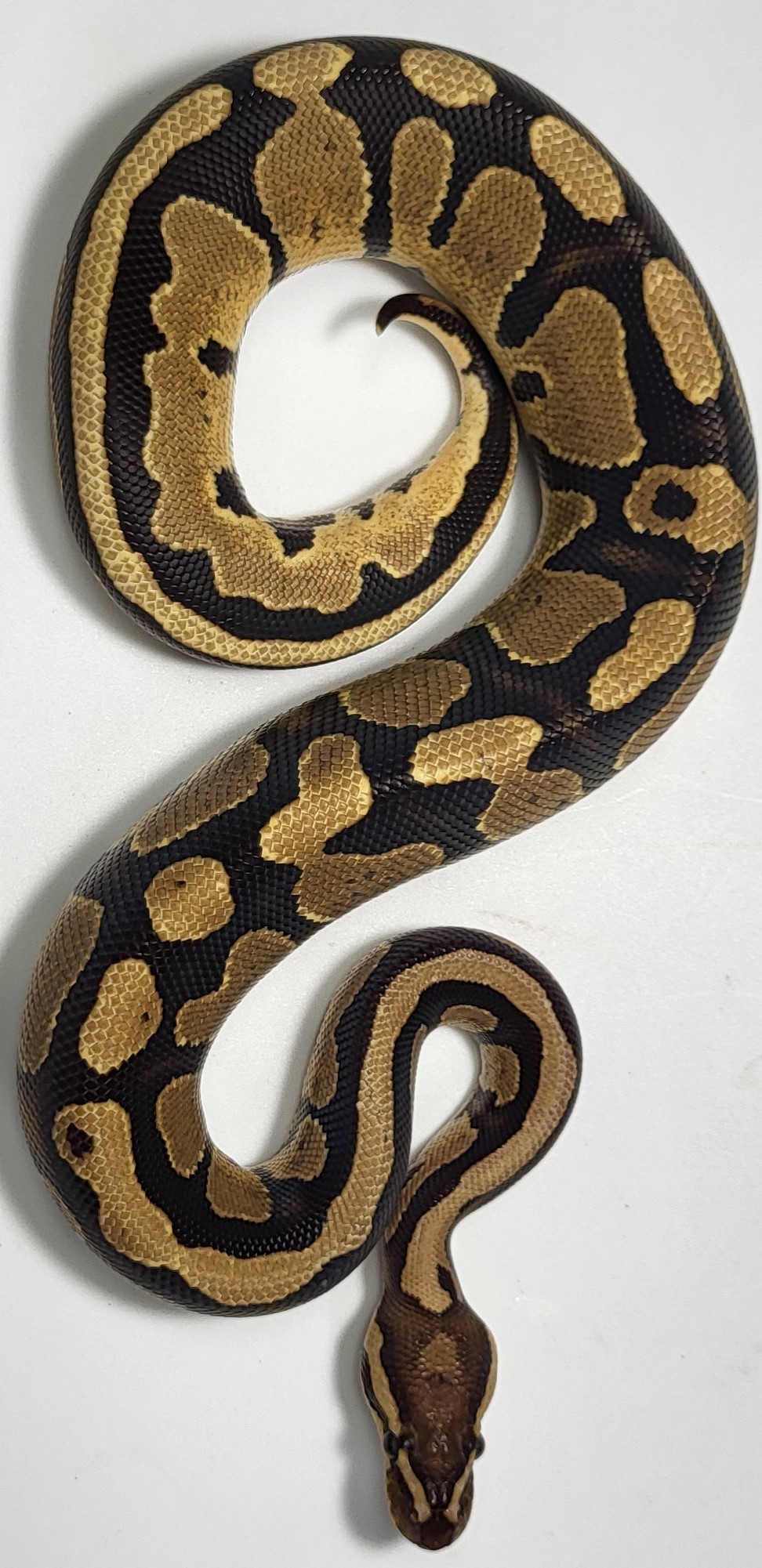 Enchi Fire het pied 
