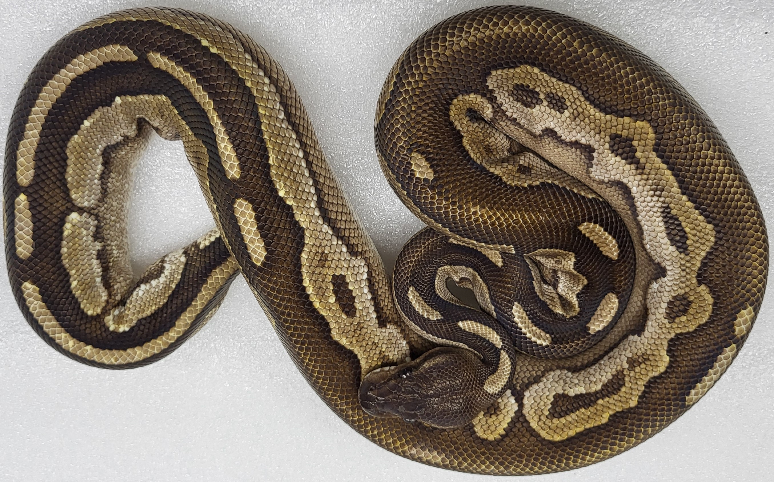 Cinnamon Lesser Female 
