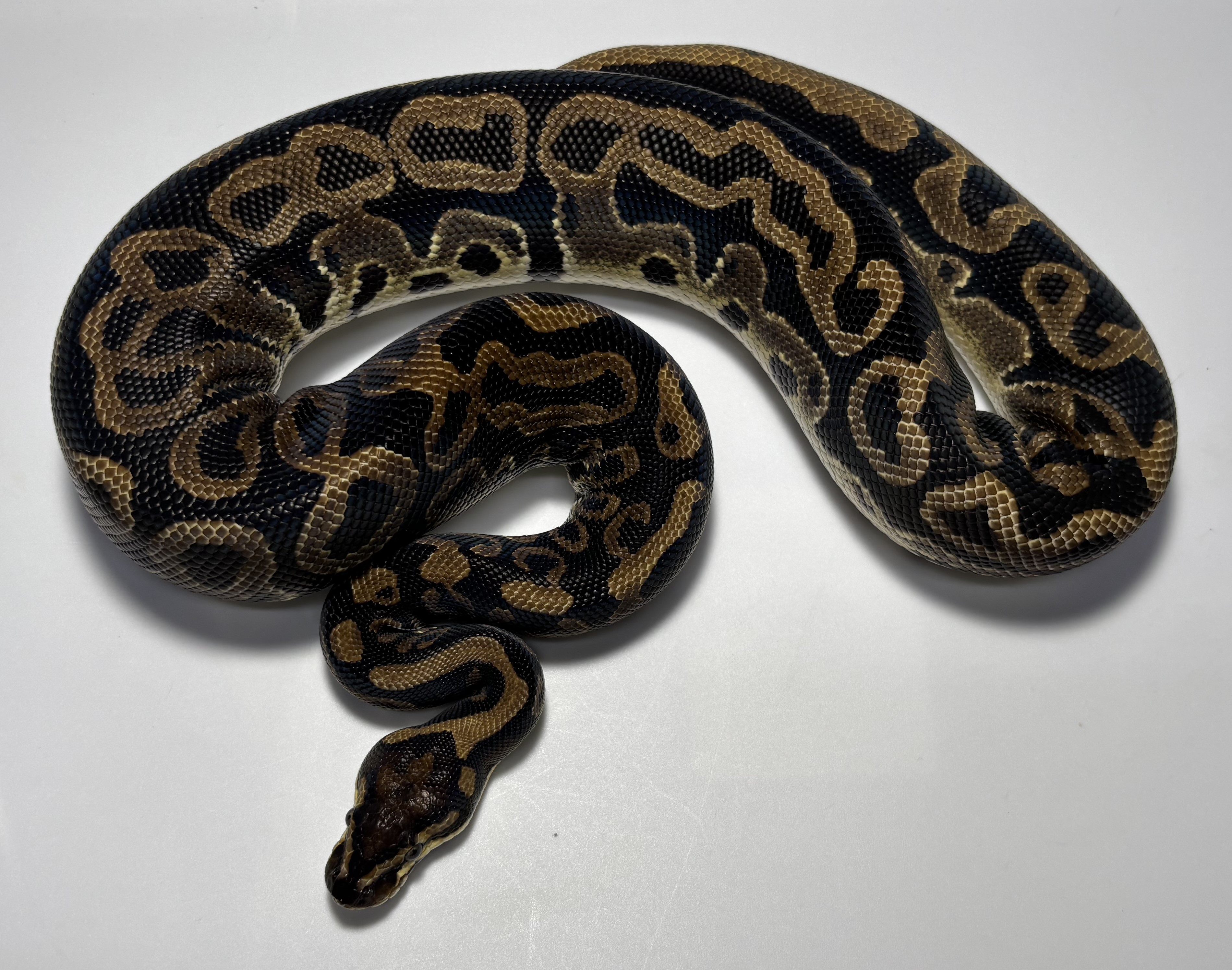 Leopard het clown 