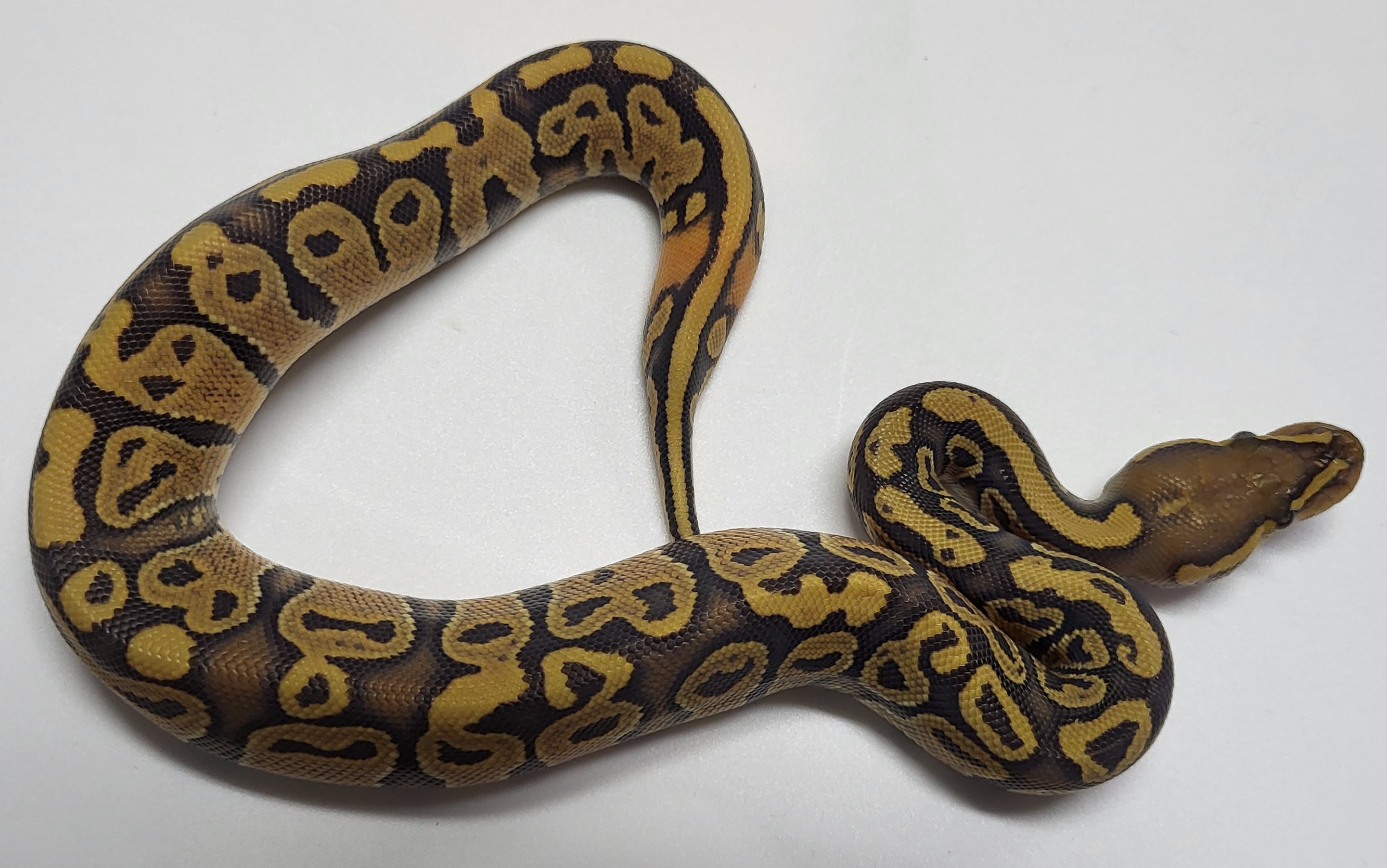 Hypo Yellowbelly het pied 