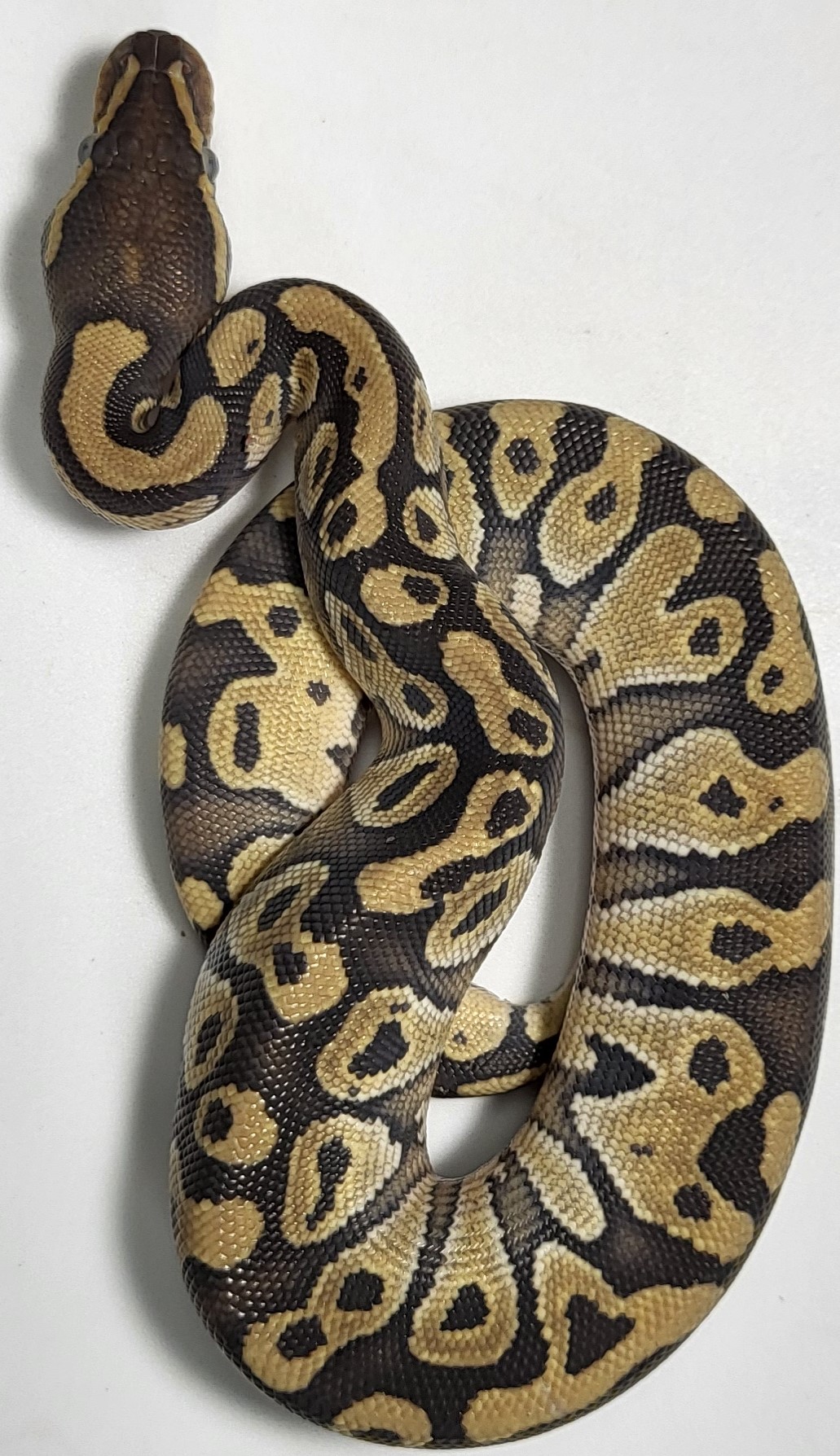 Mojave het true ghost 