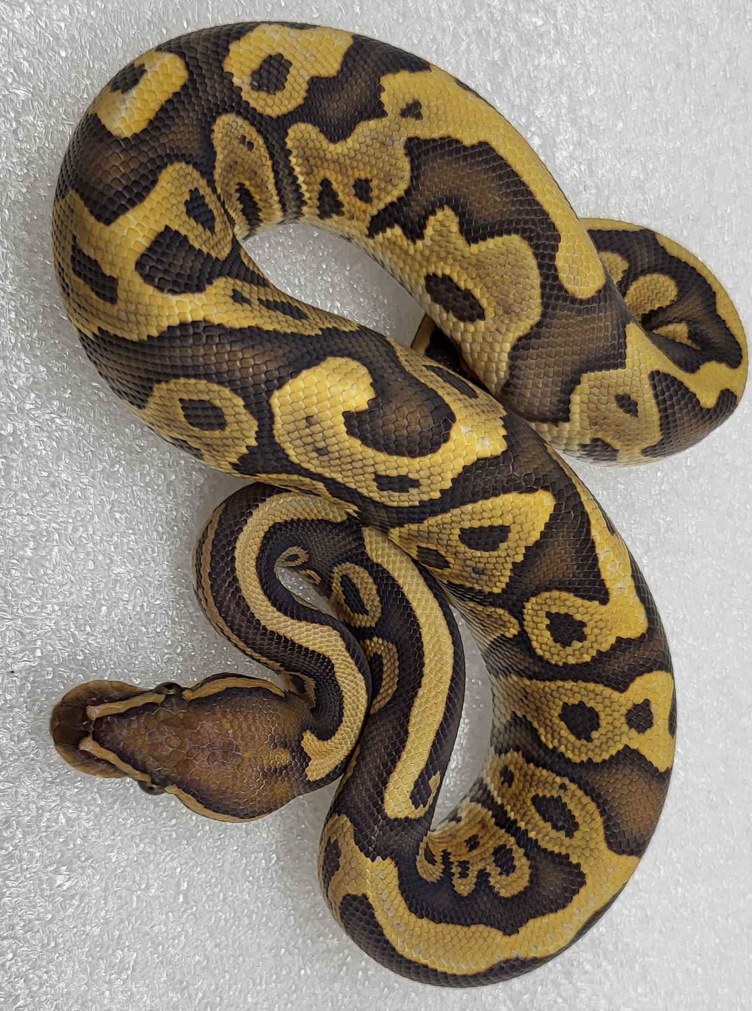 Hypo Leopard Male 