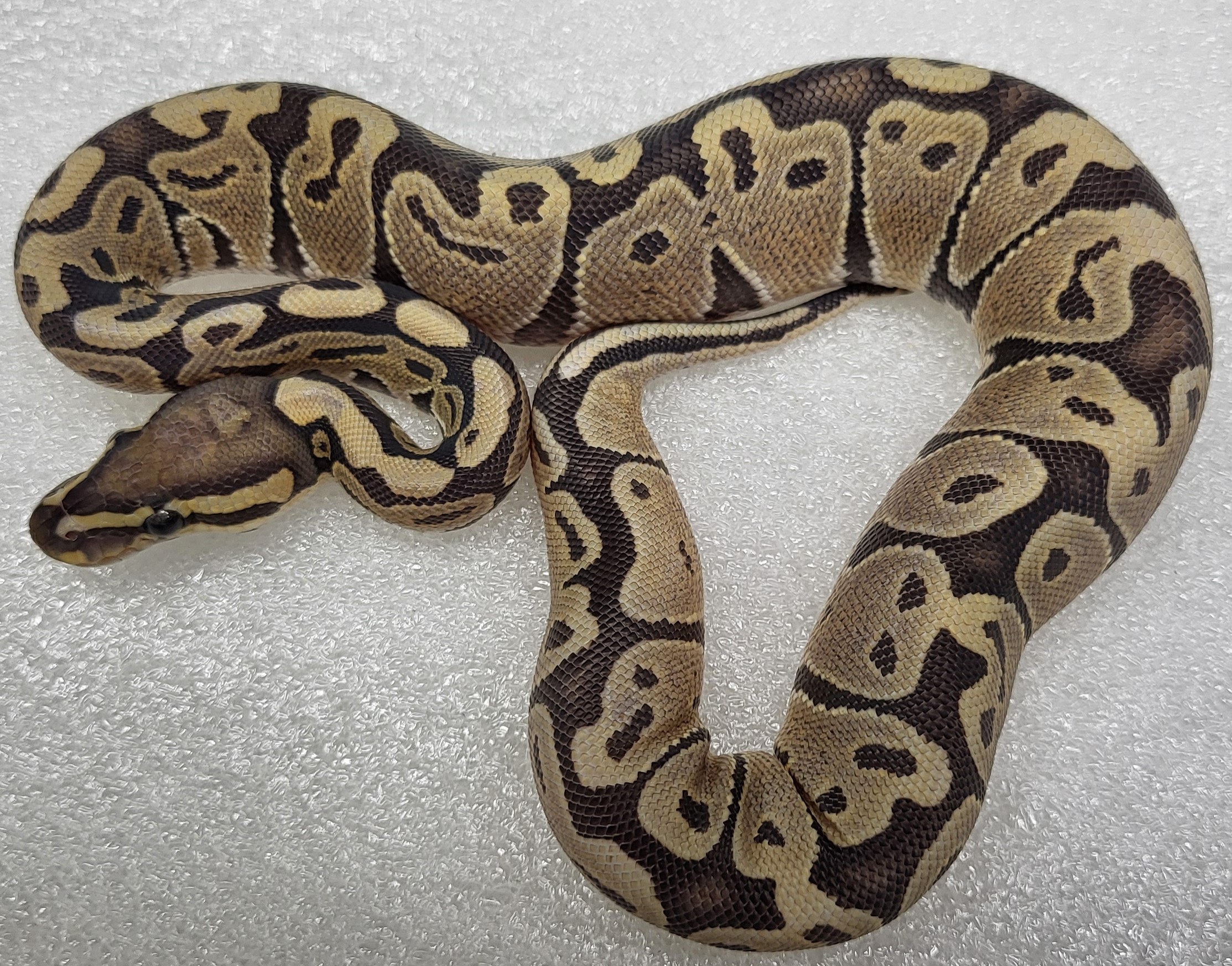 Hypo Het vpi ax Female 