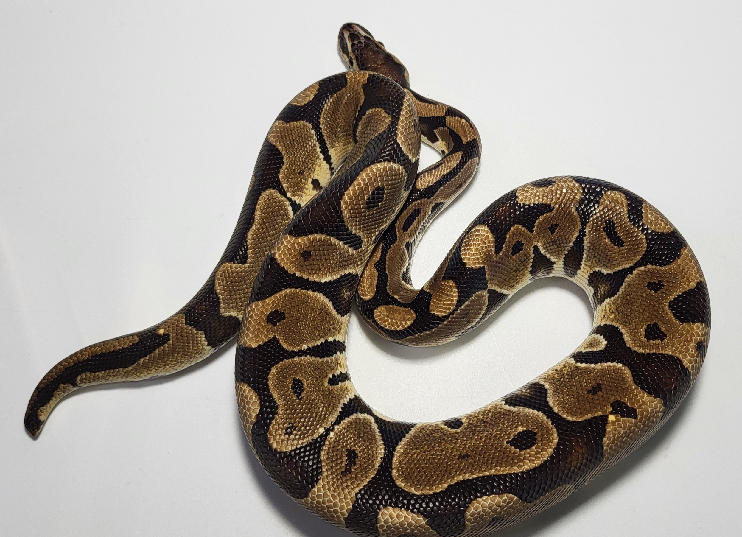 Blade double het clown hypo 