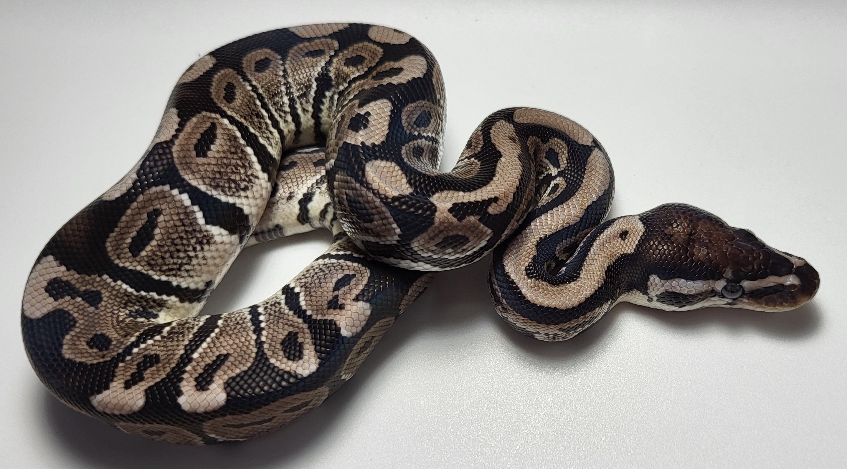 Mojave Axanthic 