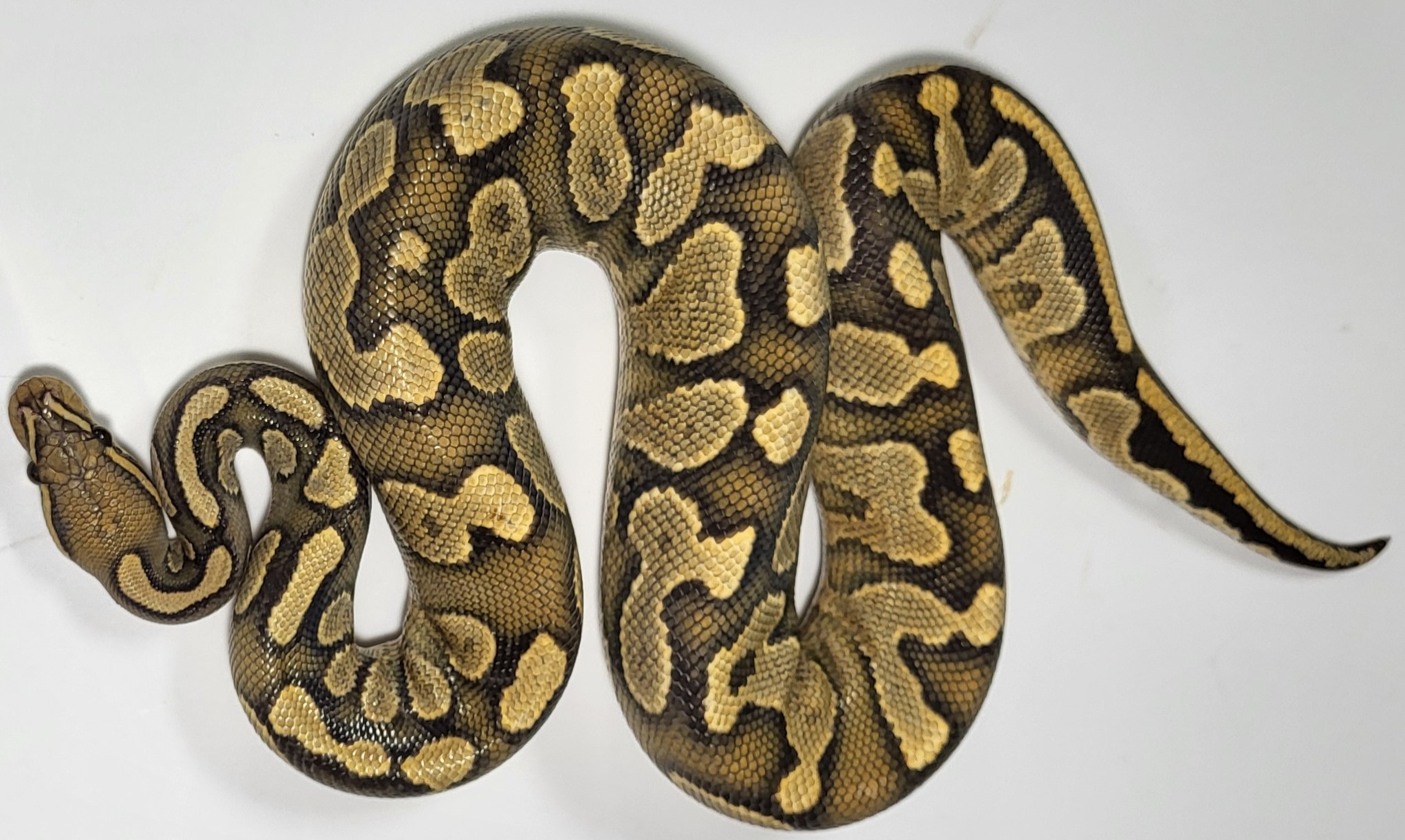 Yellowbelly het vpi axanthic 