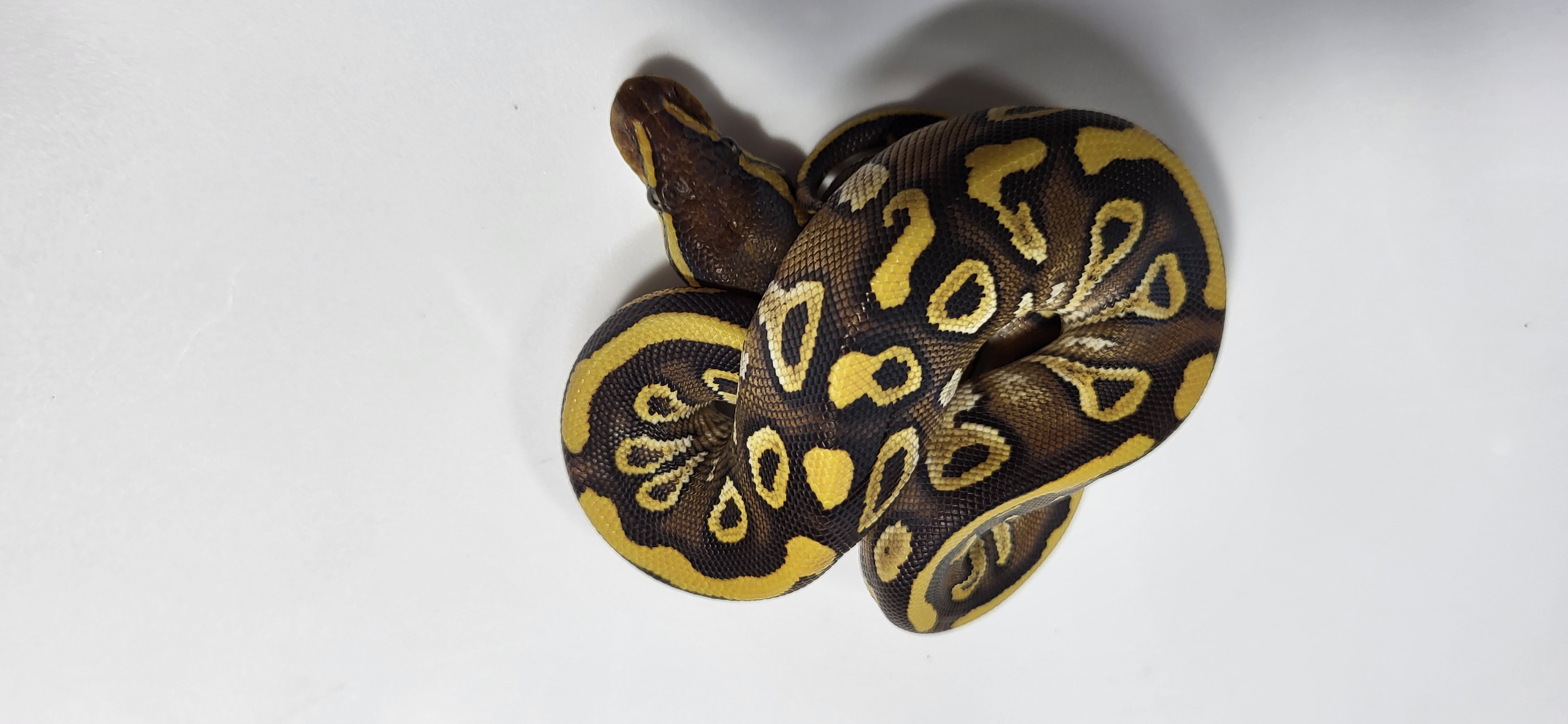 Mojave Het Hypo Genetic Stripe possible het Axanthic 