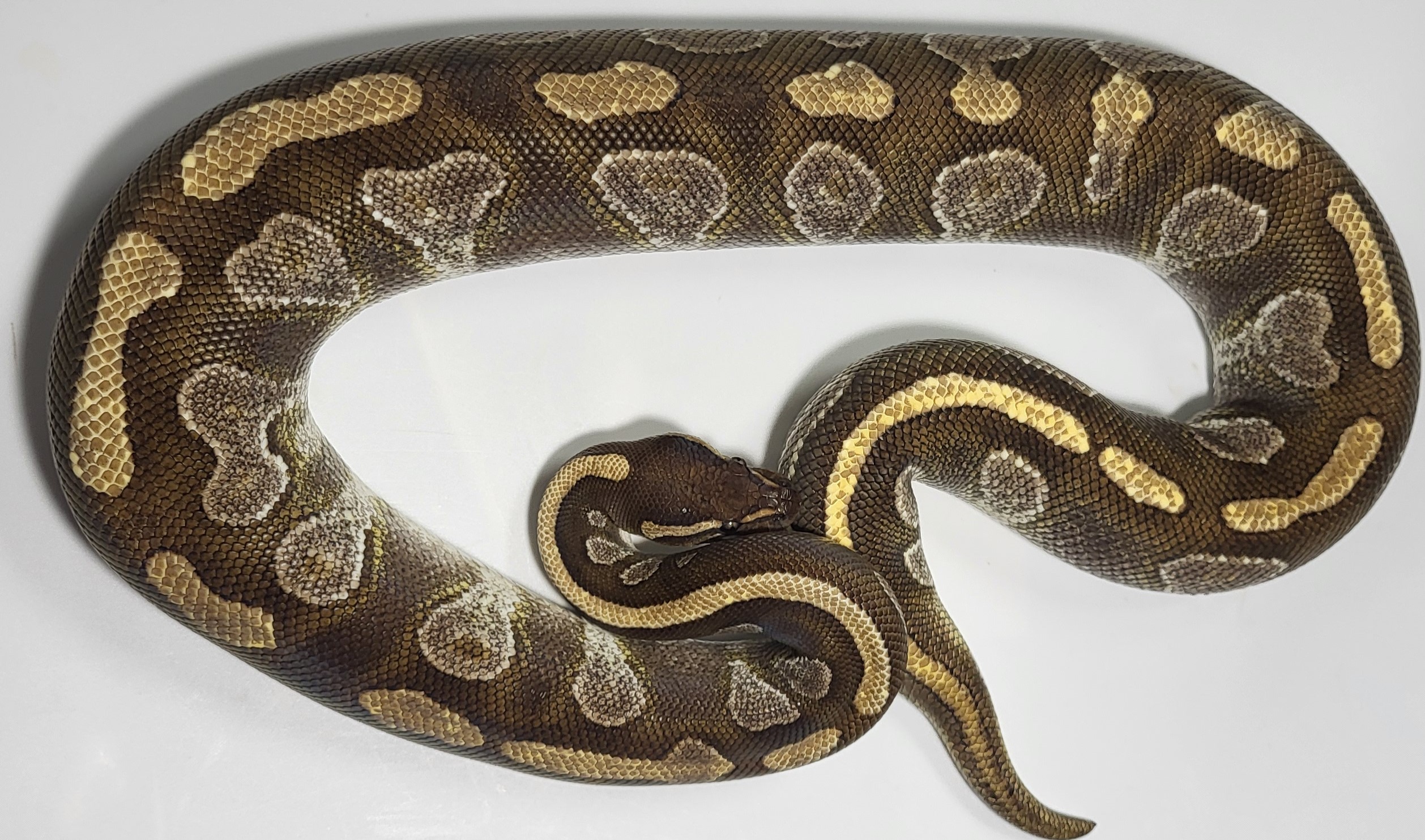 Enchi Mahogany Mojave 