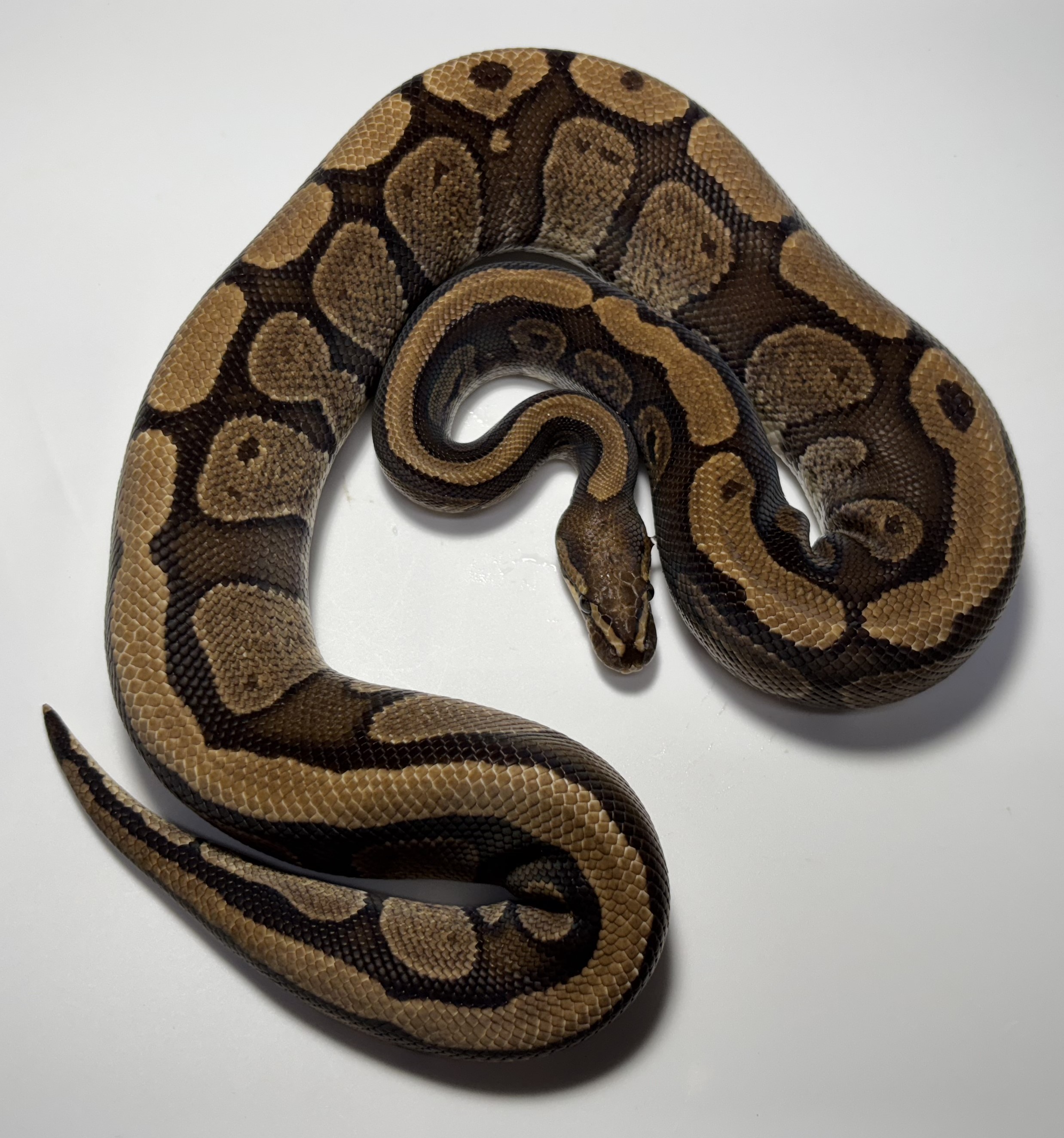 Red Stripe het hypo 