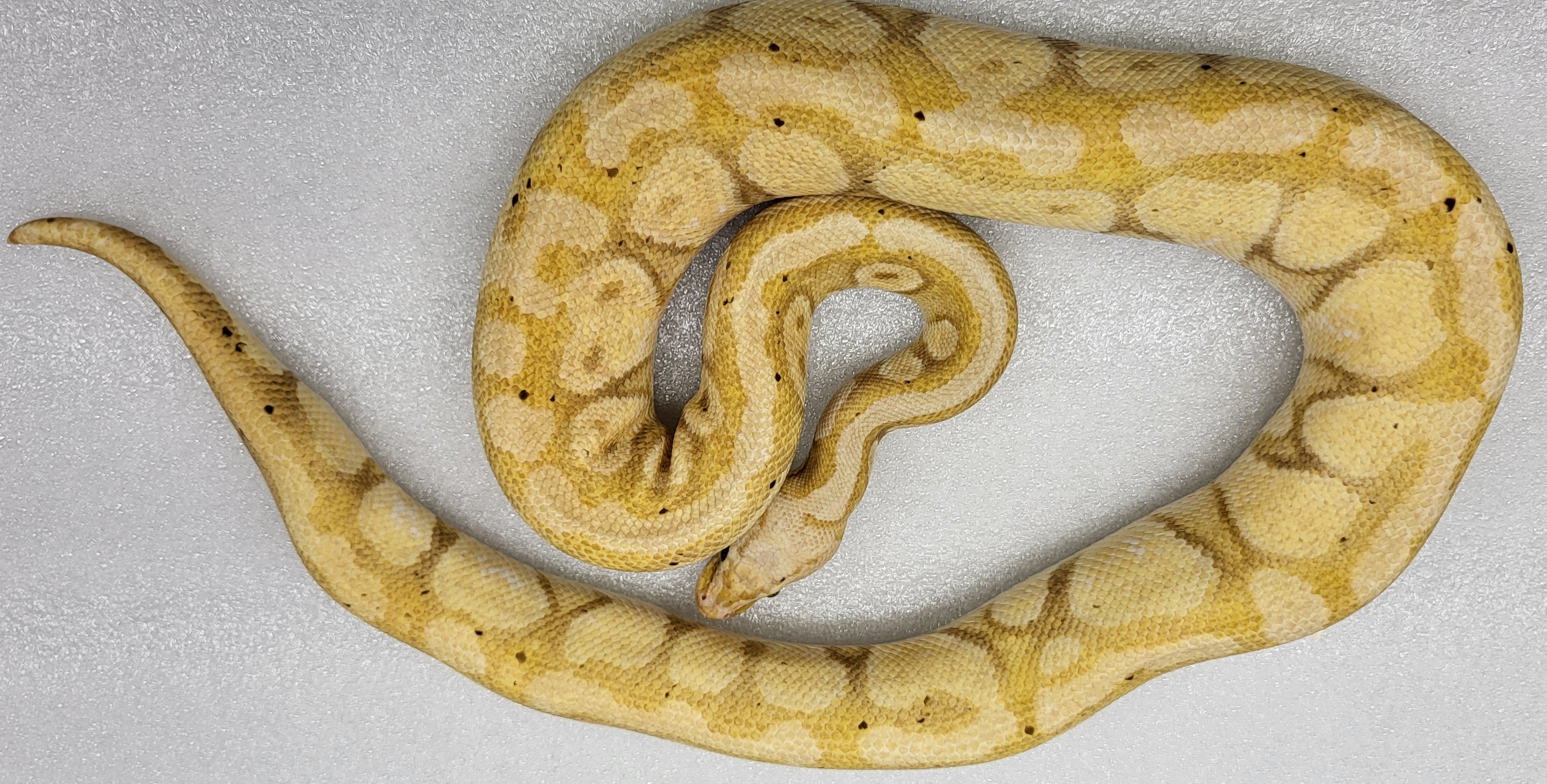 Banana Enchi Pastel Hypo Male 