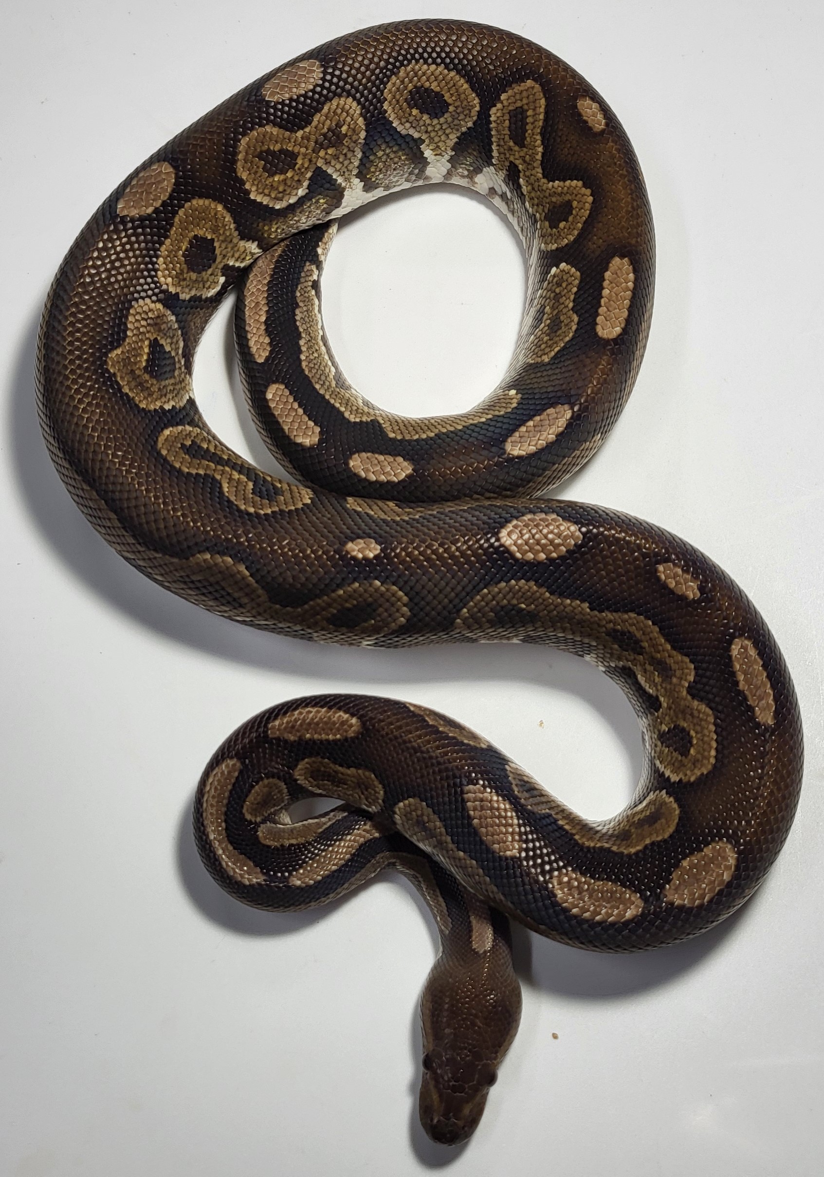 Cinnamon Mojave het hypo 