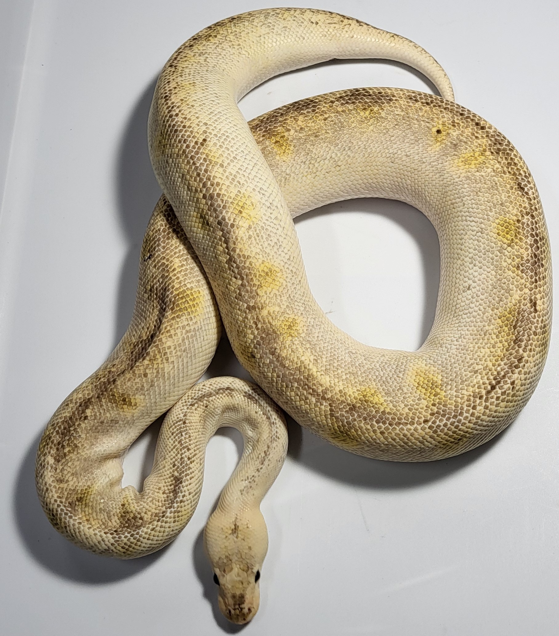 Pastel Banana Champagne 